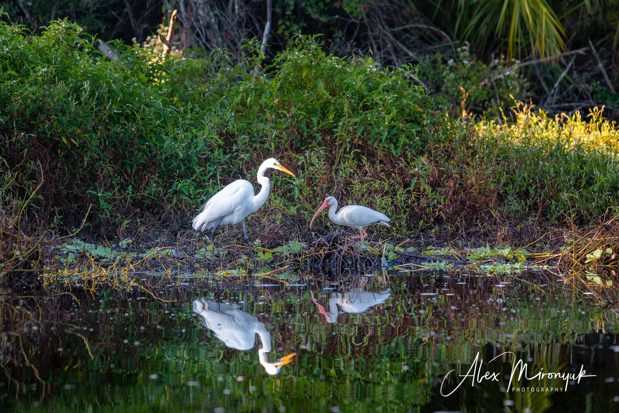 Alligators, Birds And Cypress. Alex Mironyuk Photography