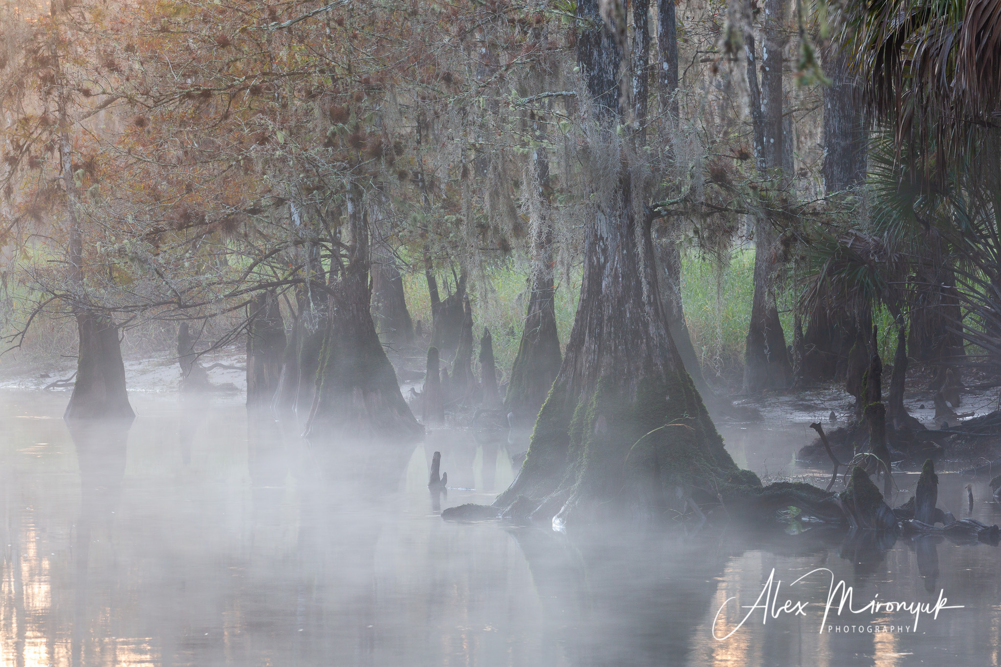 Alligators, Birds And Cypress. Alex Mironyuk Photography