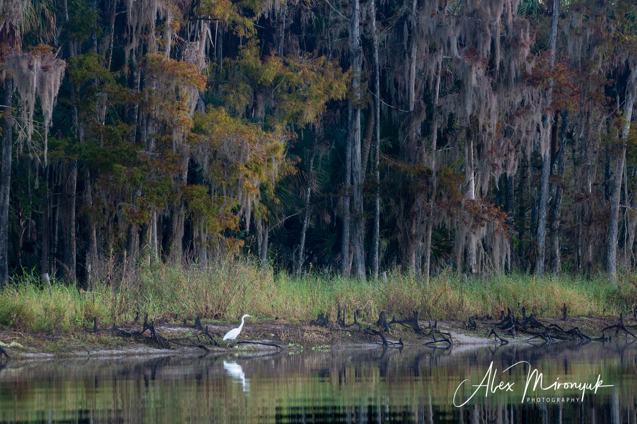 Alligators, Birds And Cypress. Alex Mironyuk Photography