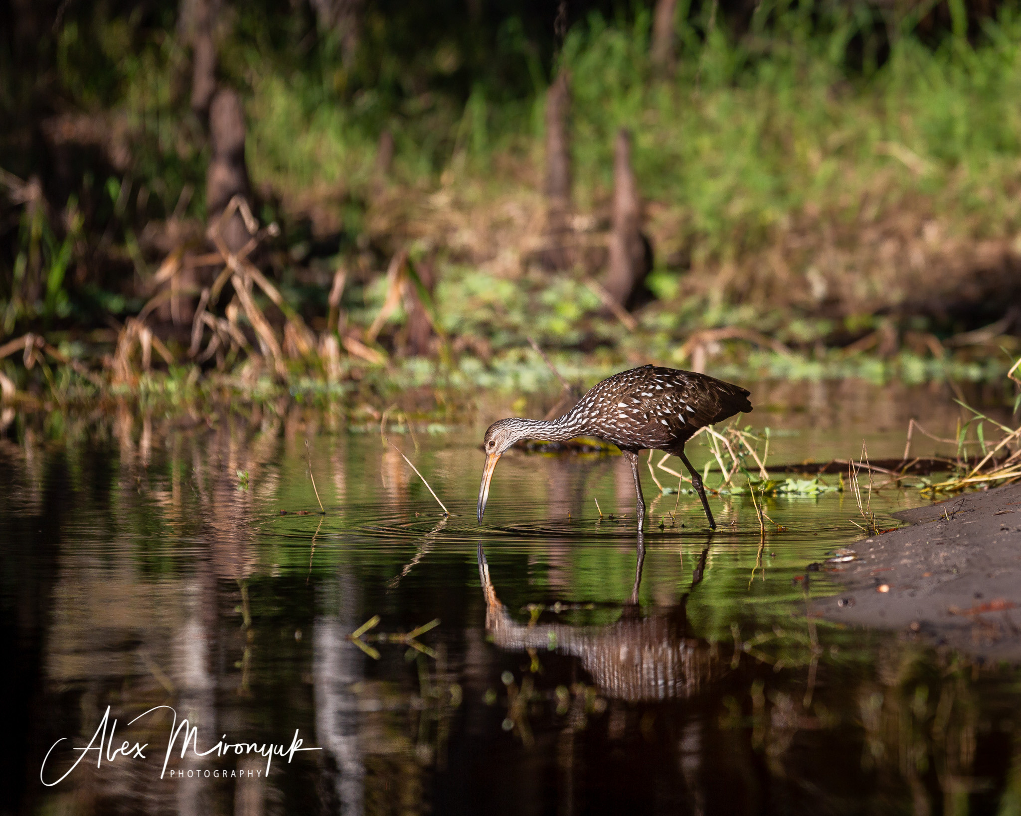 Alligators, Birds And Cypress. Alex Mironyuk Photography