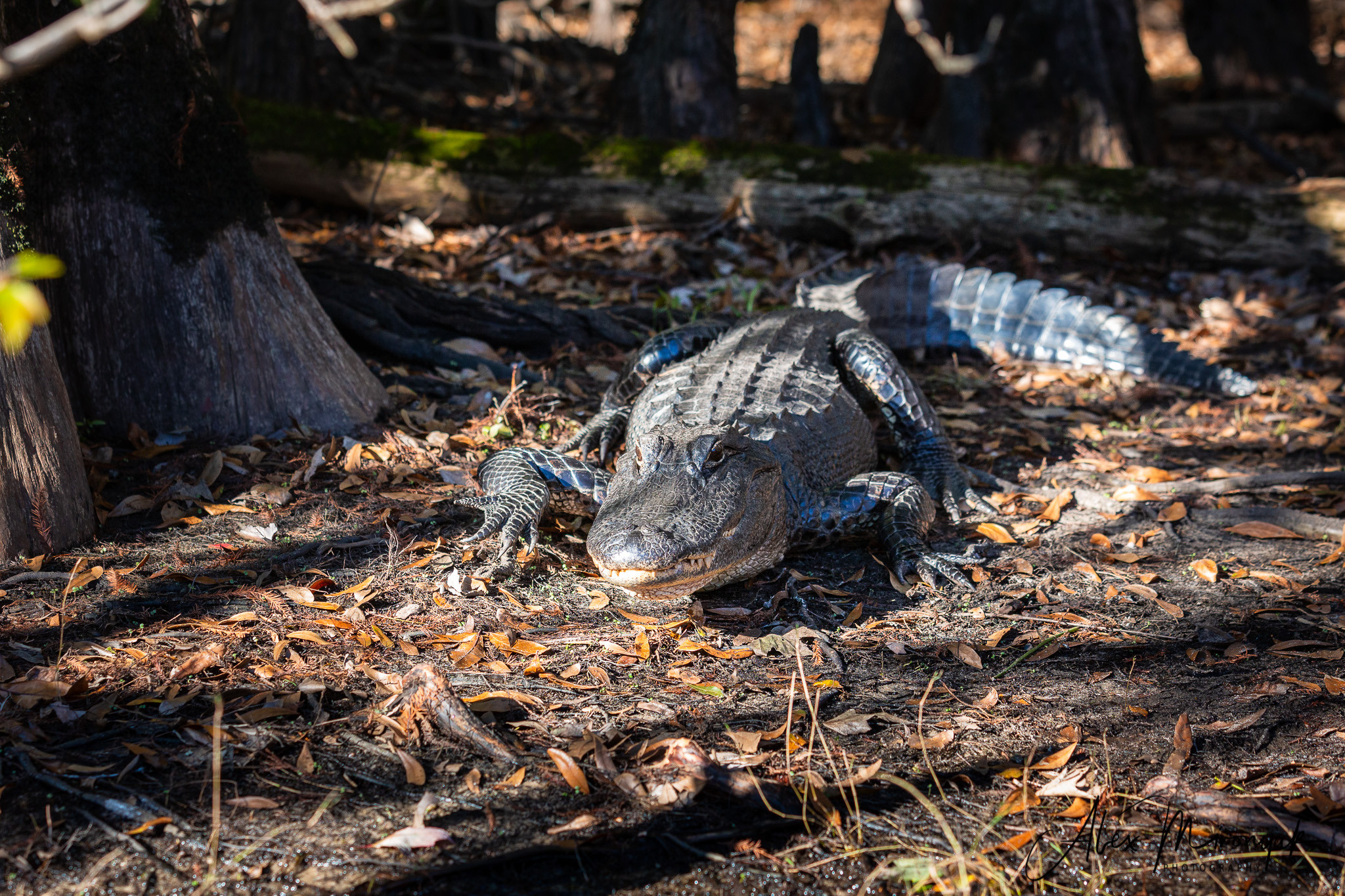 Alligators, Birds And Cypress. Alex Mironyuk Photography