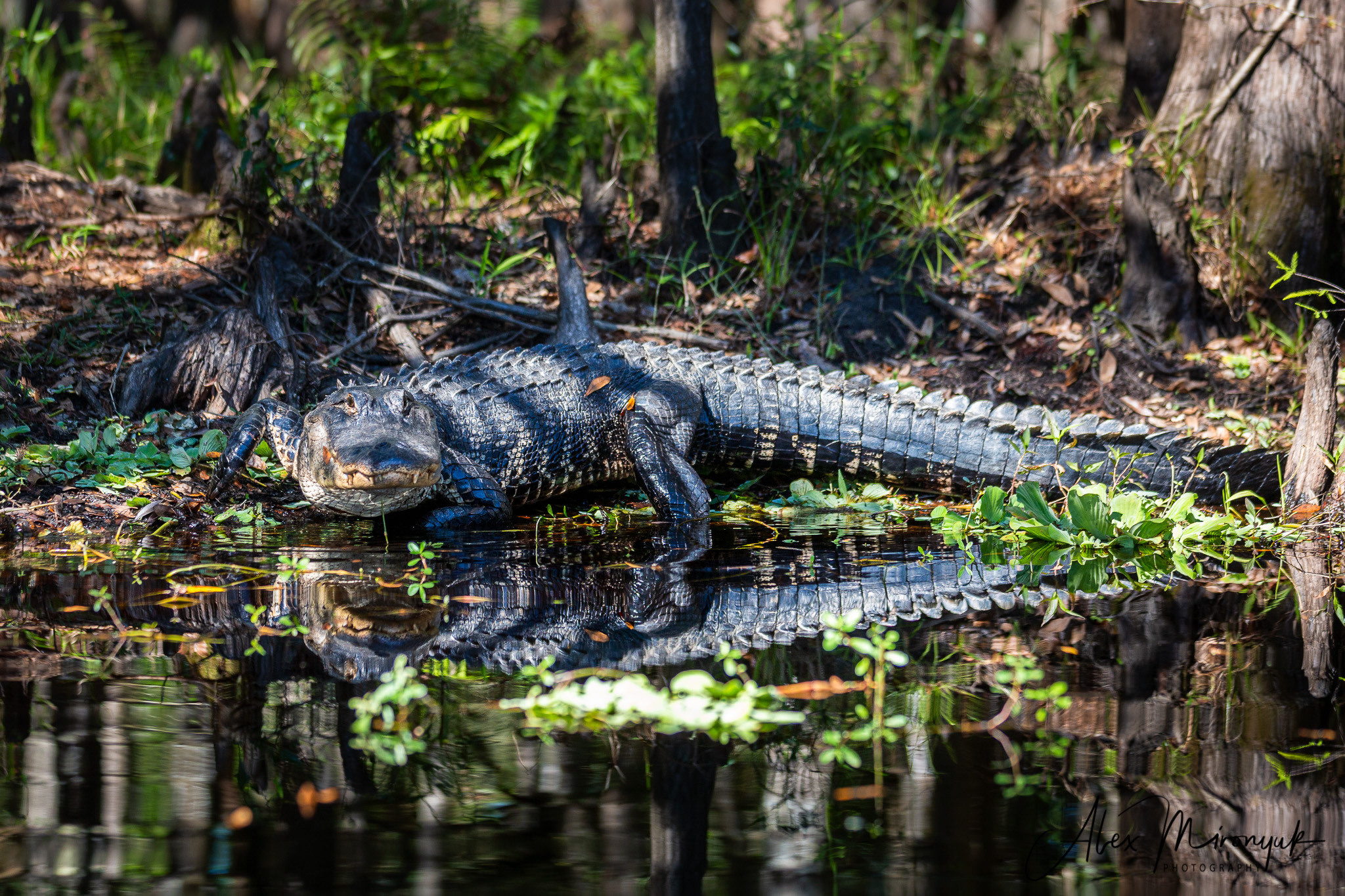 Alligators, Birds And Cypress. Alex Mironyuk Photography