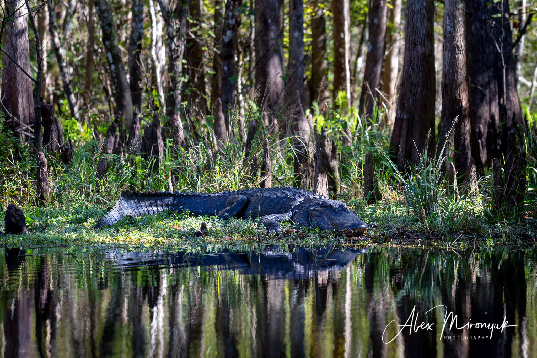 Alligators, Birds And Cypress. Alex Mironyuk Photography