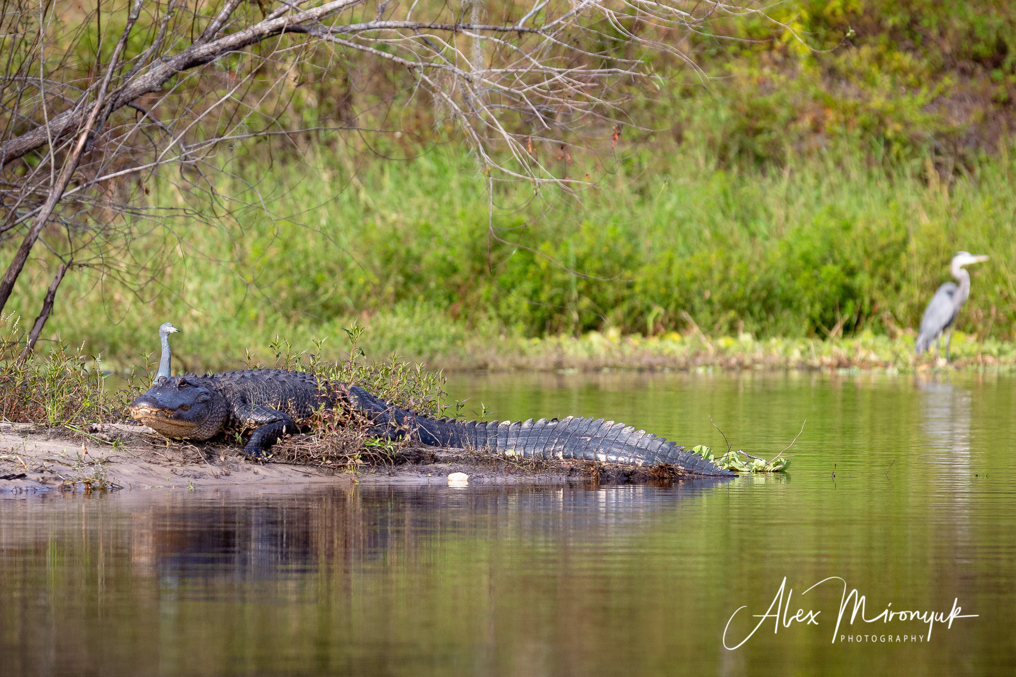 Alligators, Birds And Cypress. Alex Mironyuk Photography