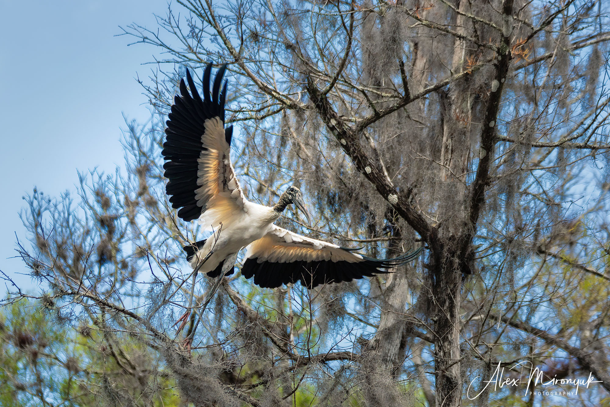 Alligators, Birds And Cypress. Alex Mironyuk Photography