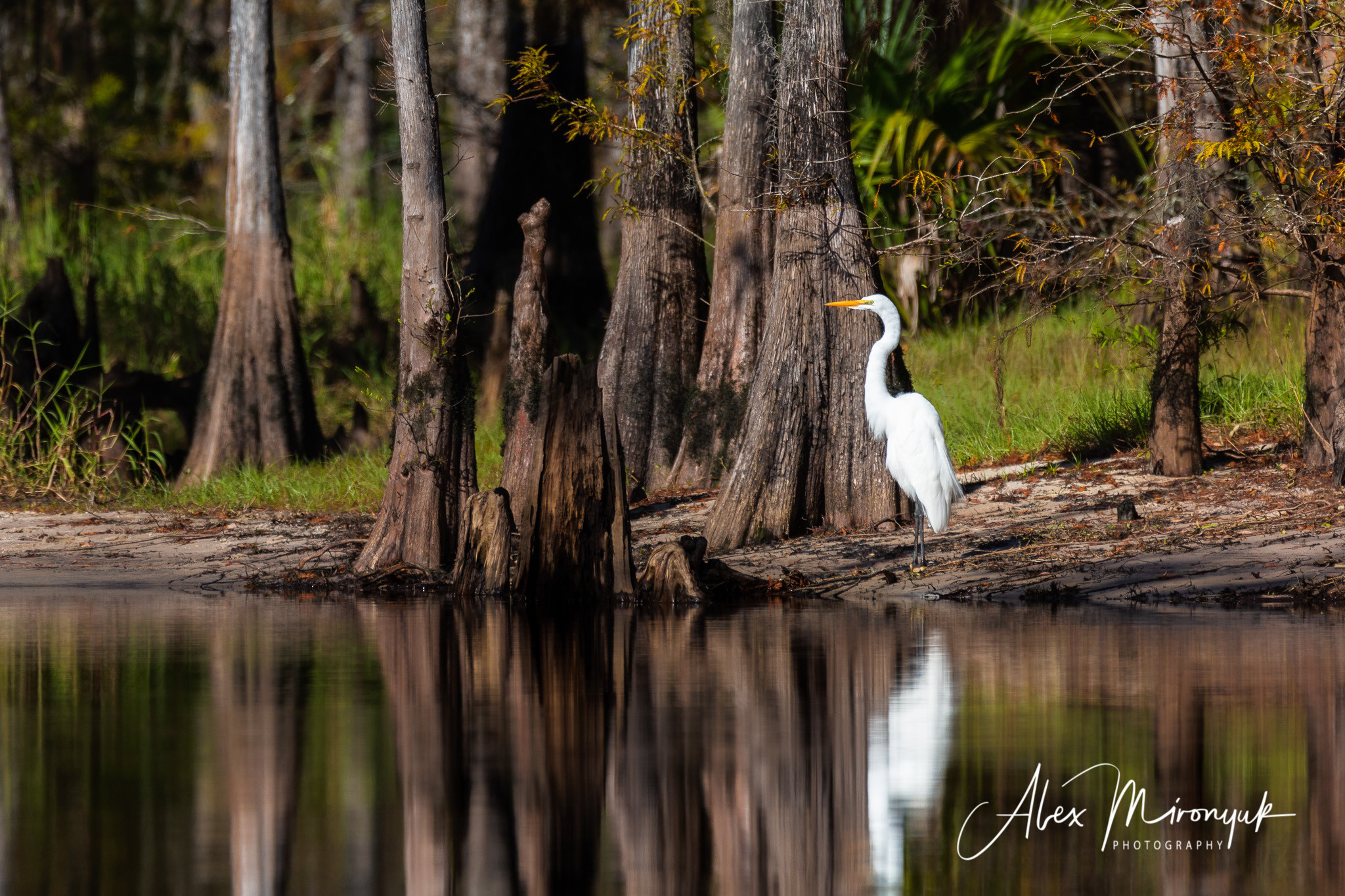 Alligators, Birds And Cypress. Alex Mironyuk Photography