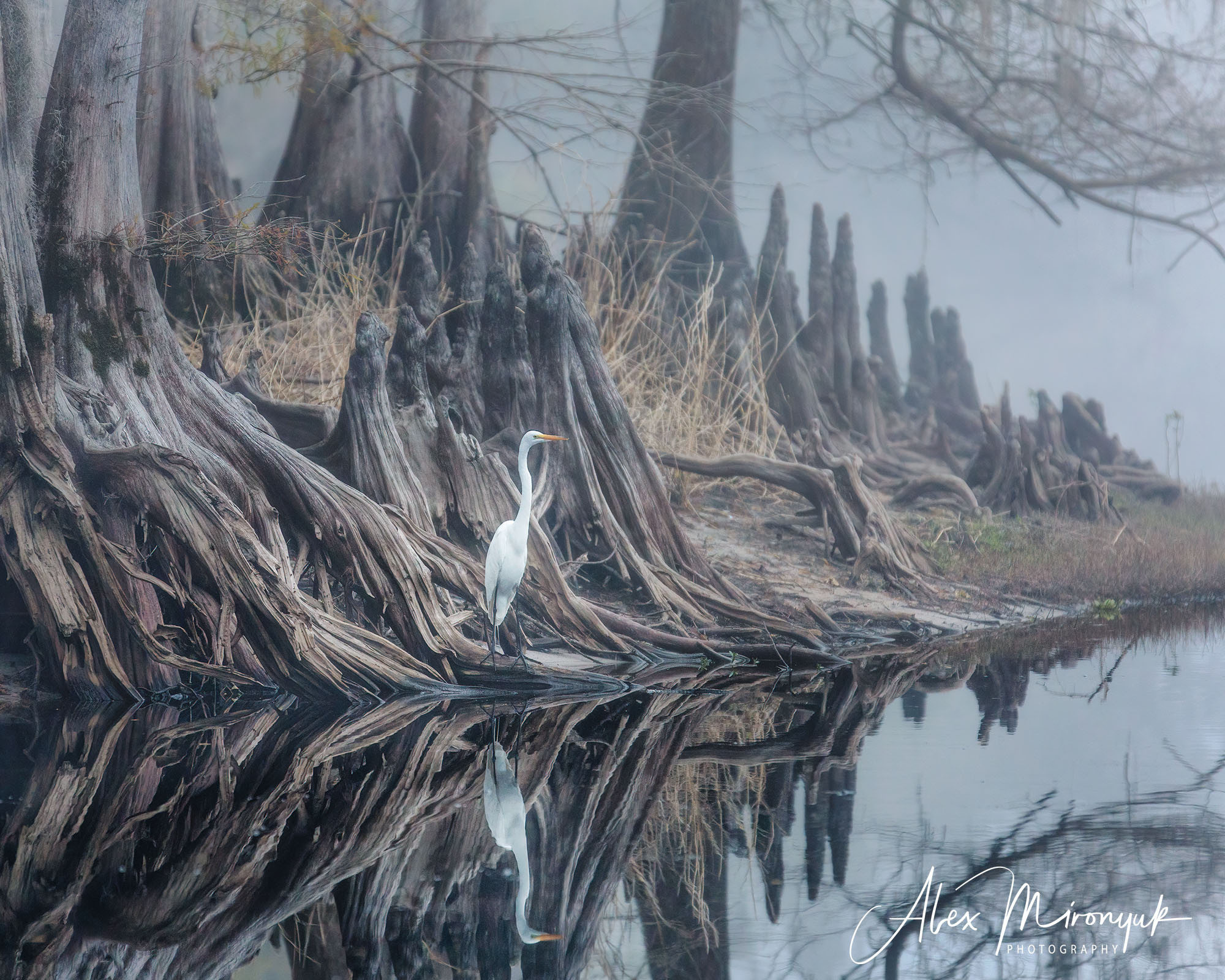 Alligators, Birds And Cypress. Alex Mironyuk Photography
