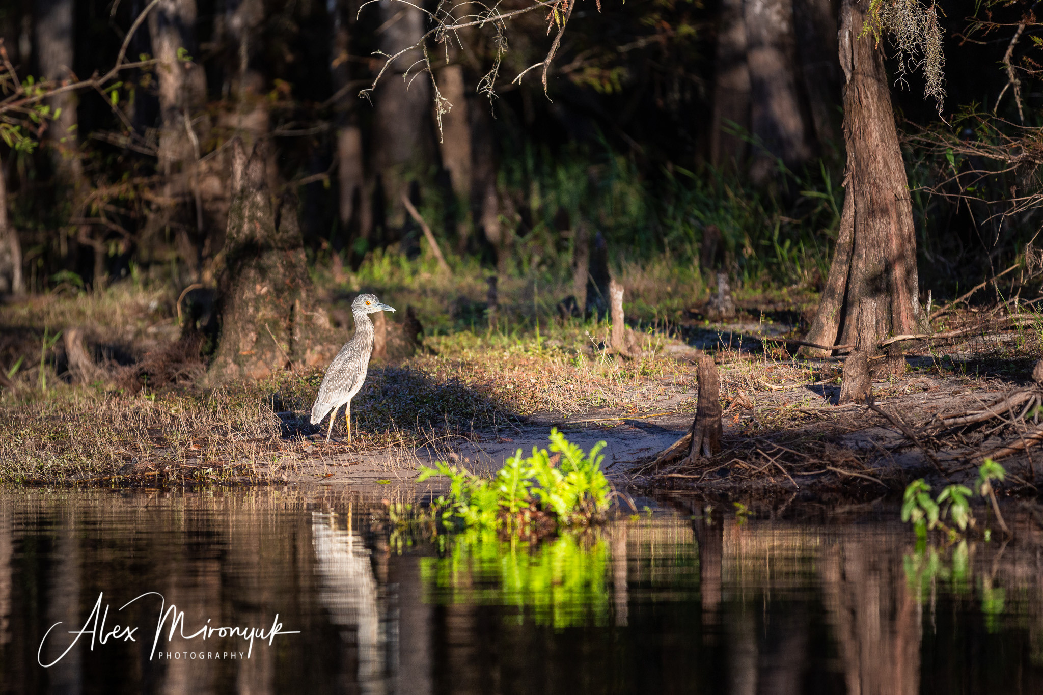 Alligators, Birds And Cypress. Alex Mironyuk Photography