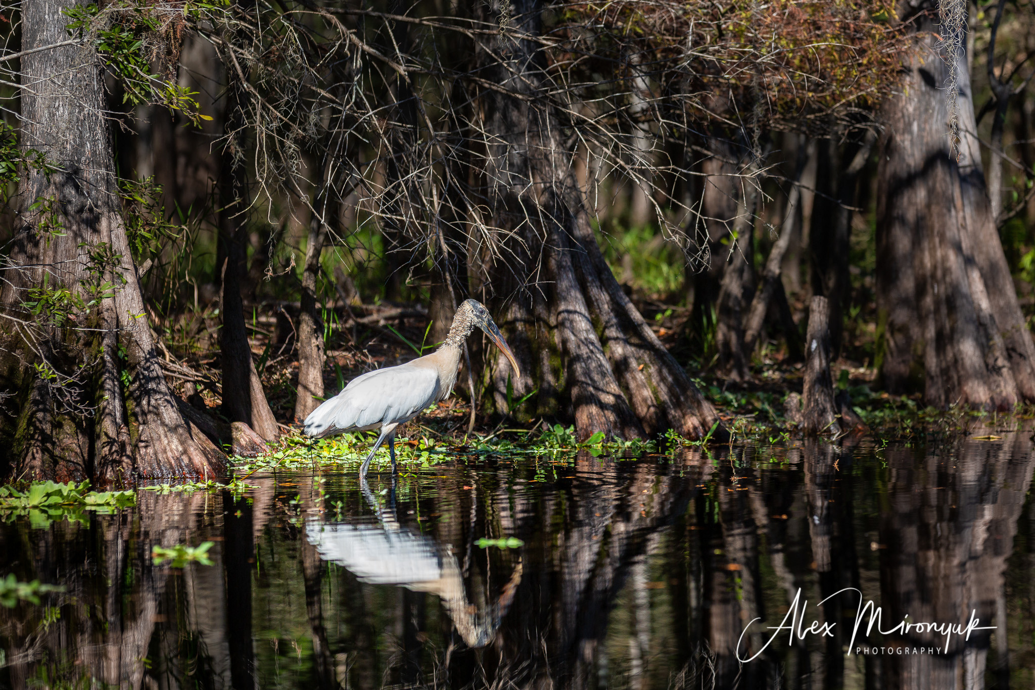 Alligators, Birds And Cypress. Alex Mironyuk Photography