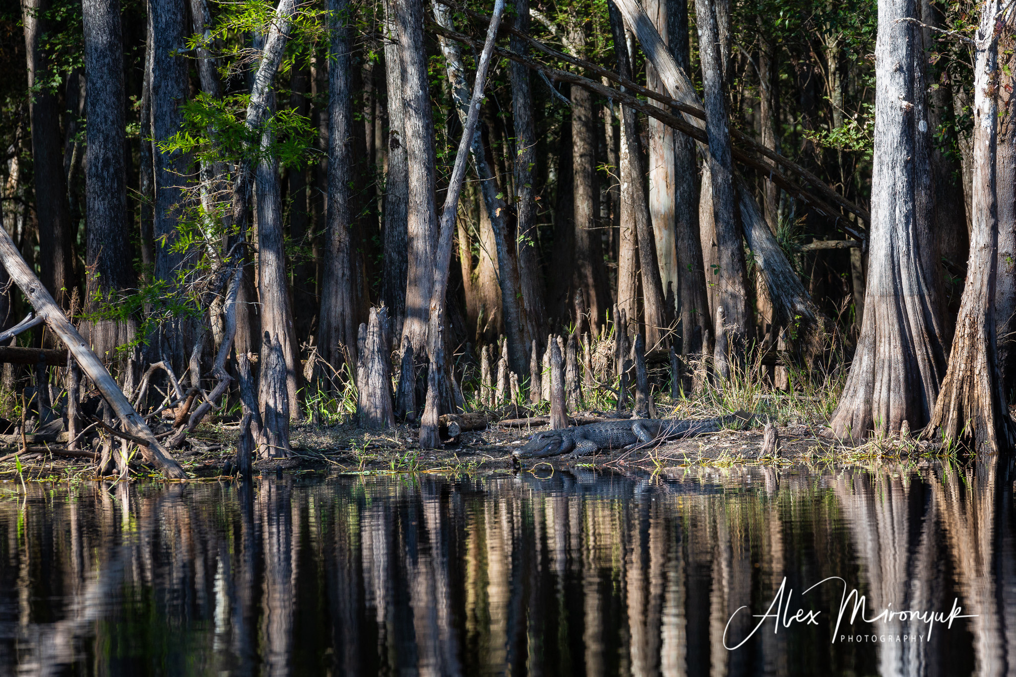 Alligators, Birds And Cypress. Alex Mironyuk Photography