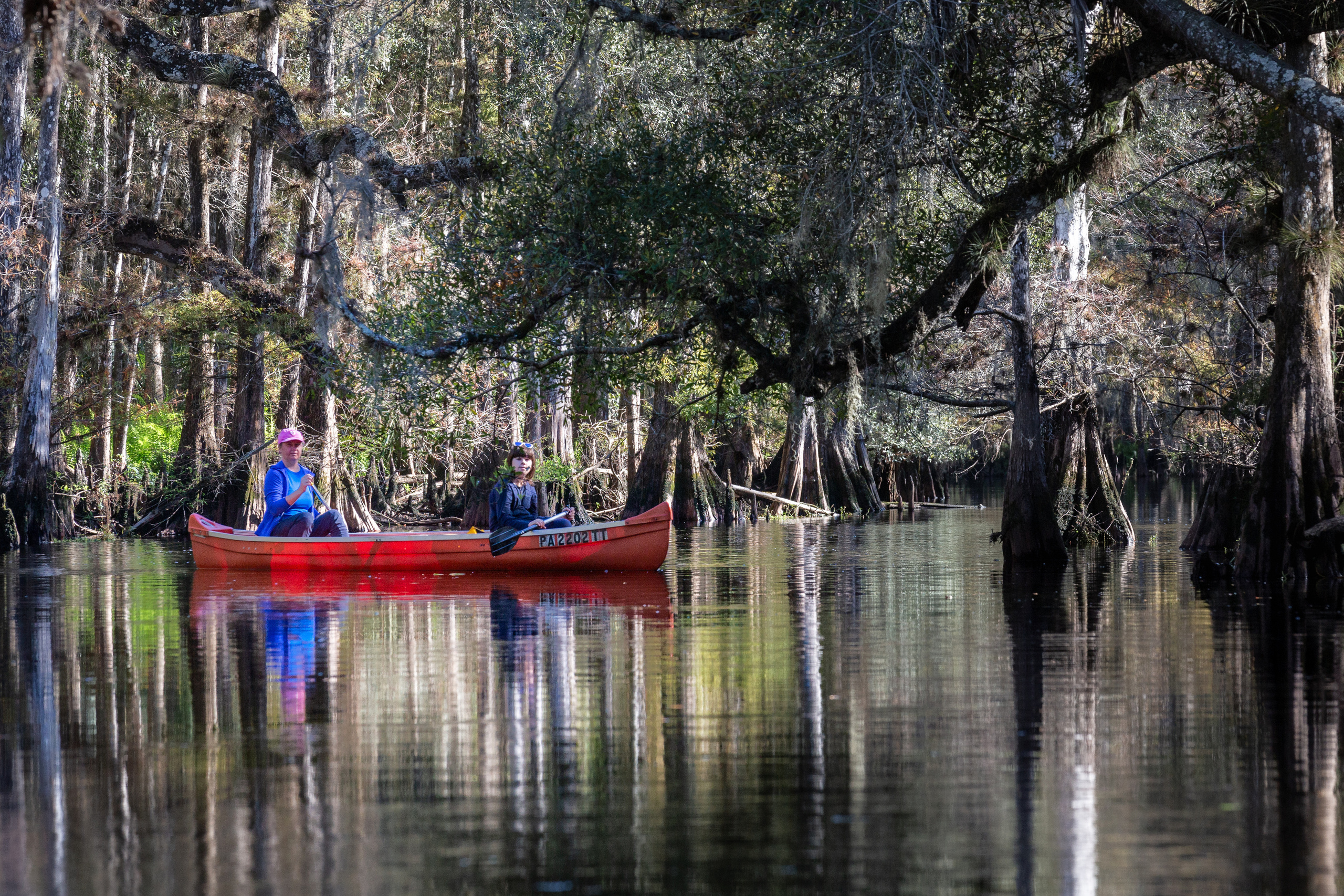 Alligators, Birds And Cypress. Alex Mironyuk Photography