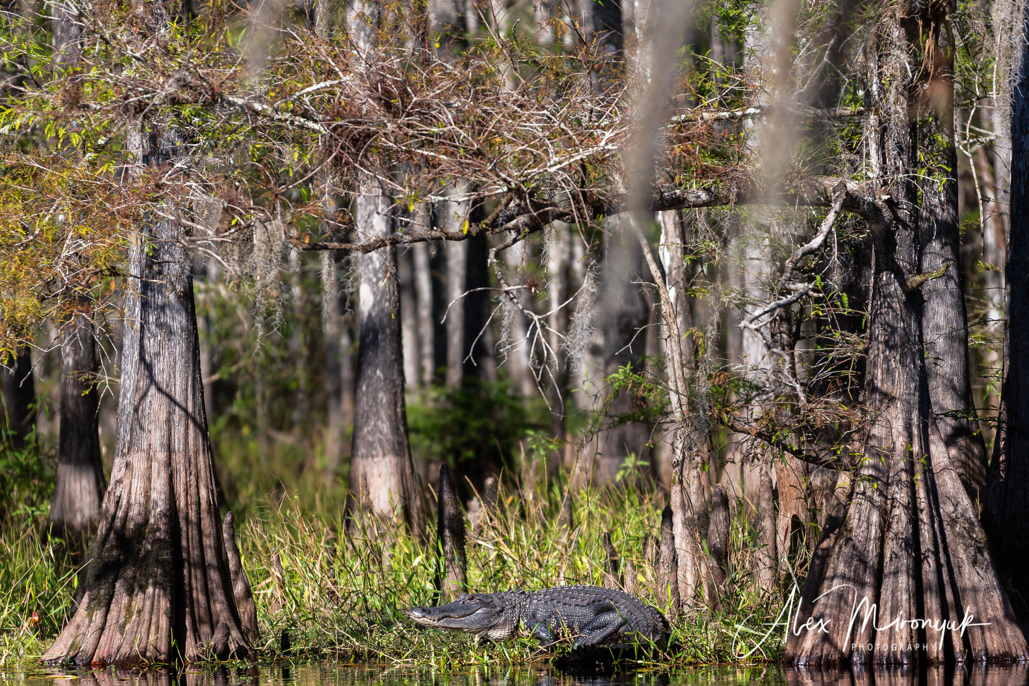 Alligators, Birds And Cypress. Alex Mironyuk Photography