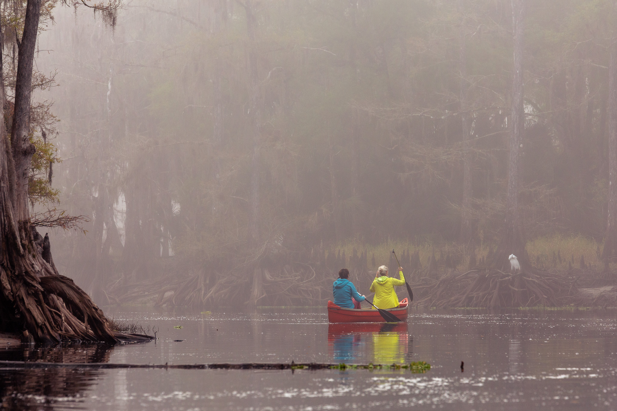 Alligators, Birds And Cypress. Alex Mironyuk Photography
