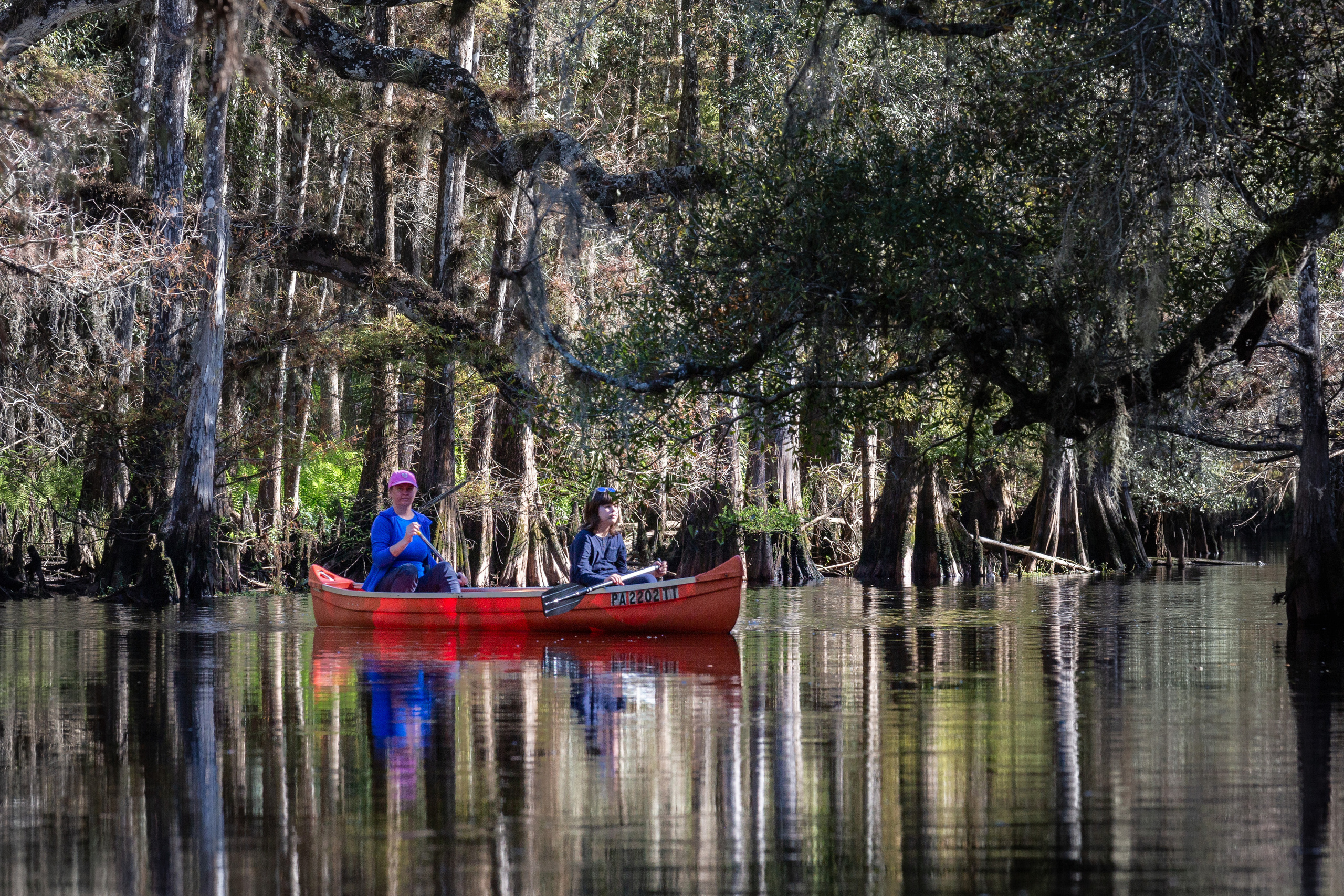 Alligators, Birds And Cypress. Alex Mironyuk Photography