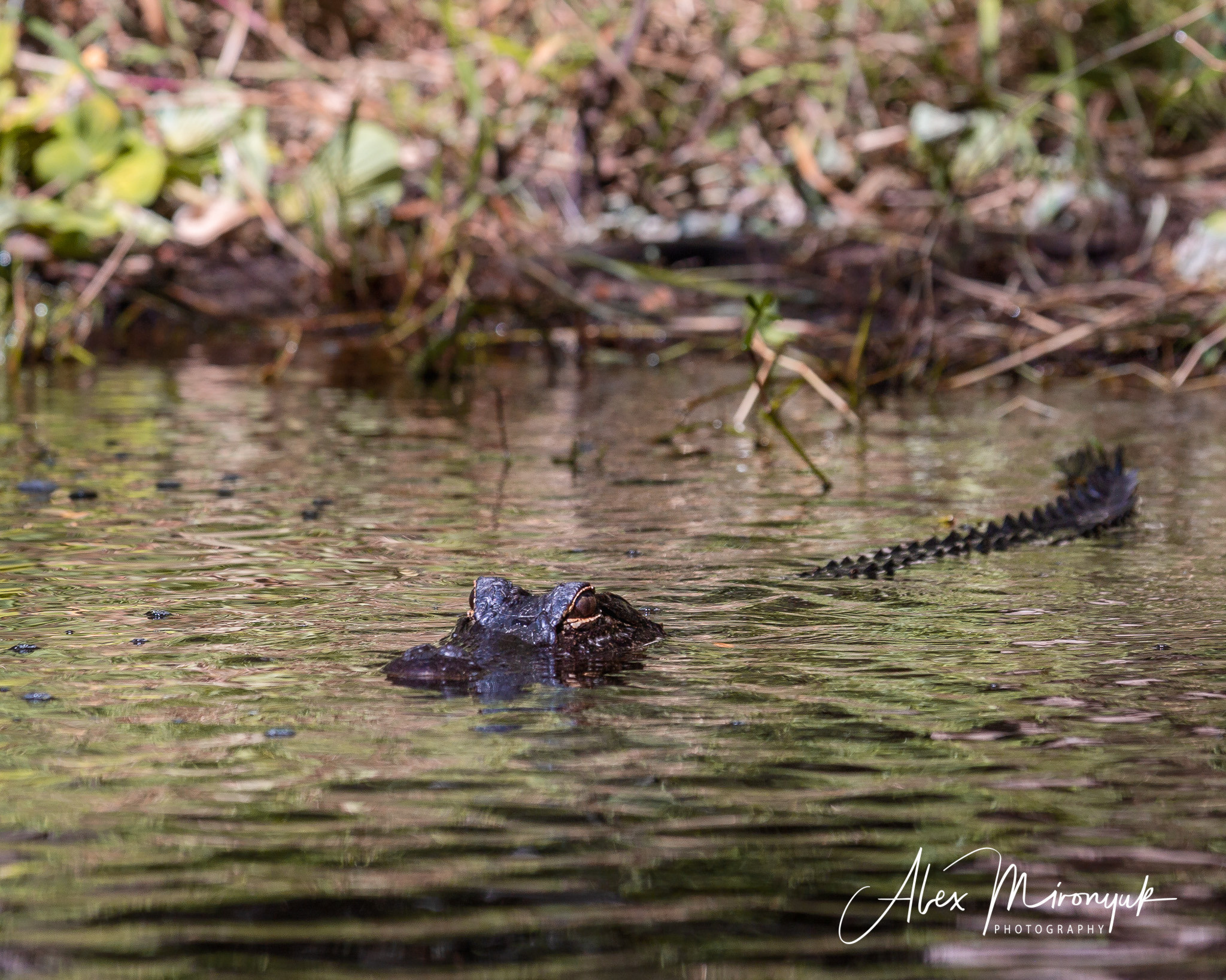 Alligators, Birds And Cypress. Alex Mironyuk Photography