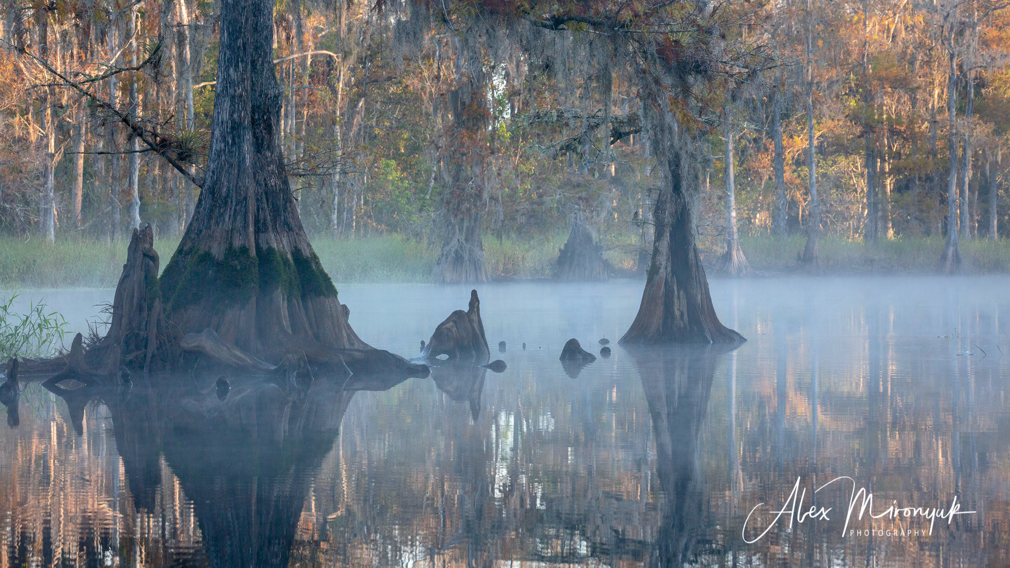 Alligators, Birds And Cypress. Alex Mironyuk Photography