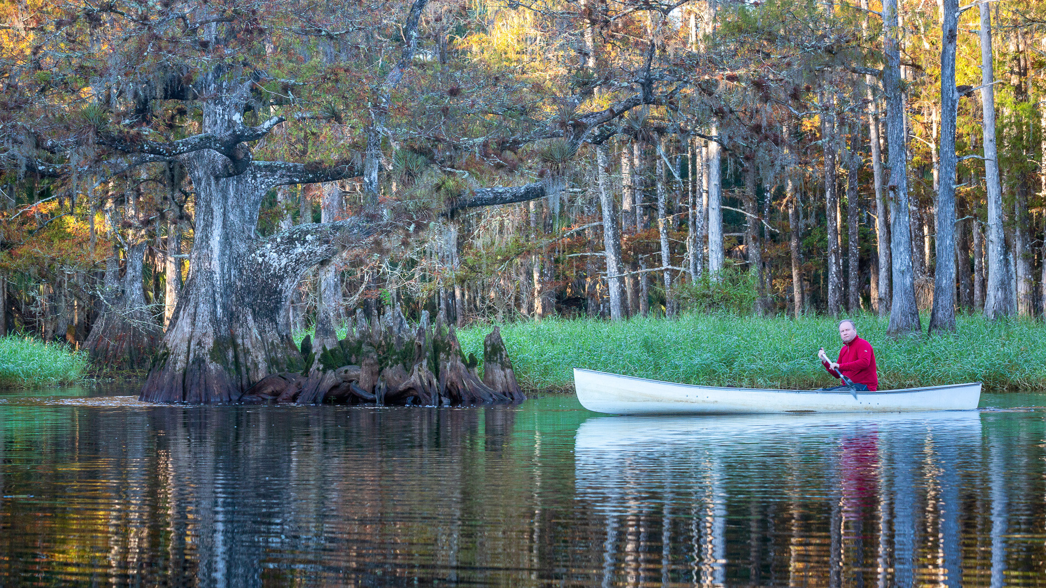 Alligators, Birds And Cypress. Alex Mironyuk Photography