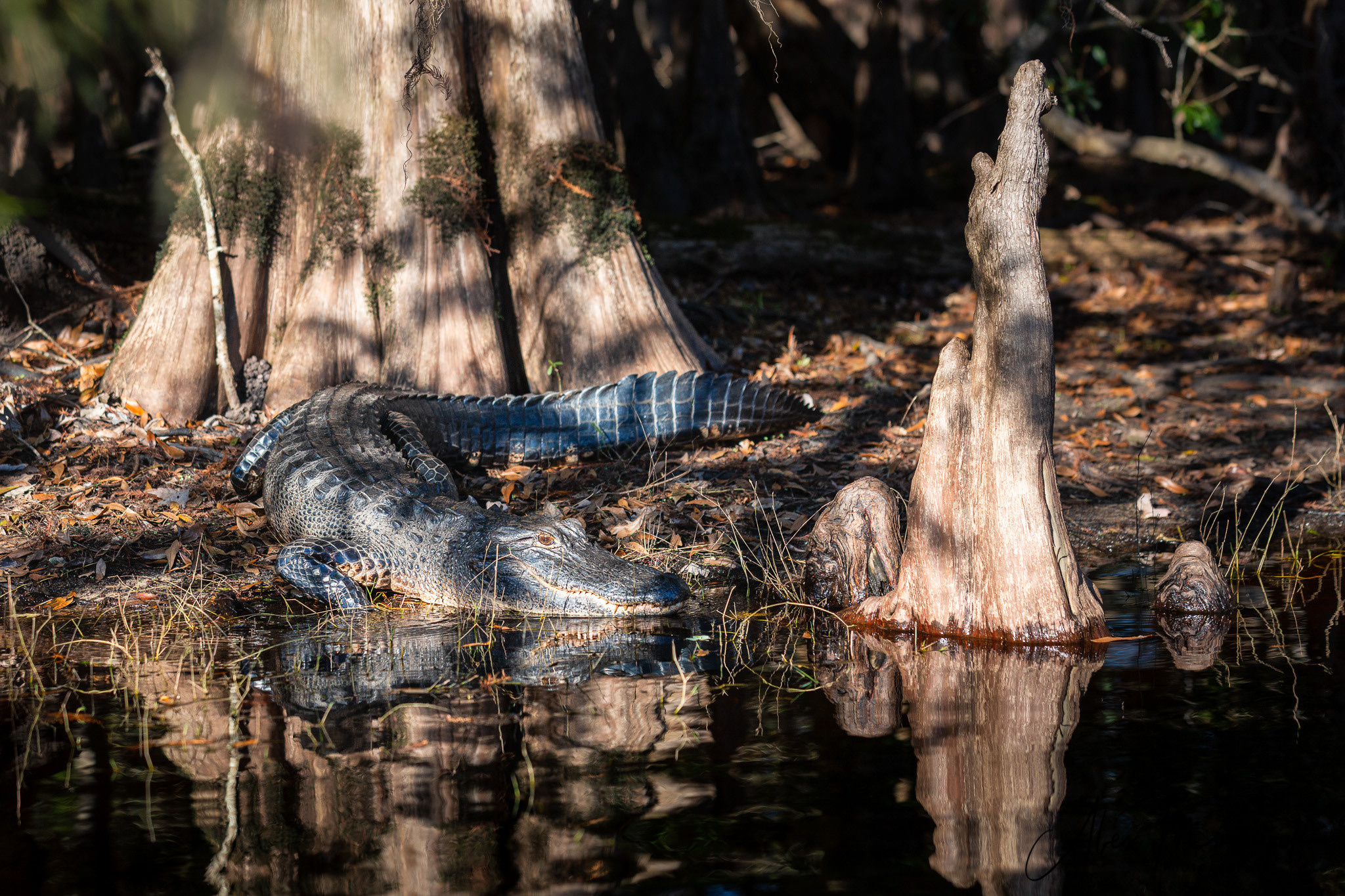 Alligators, Birds And Cypress. Alex Mironyuk Photography