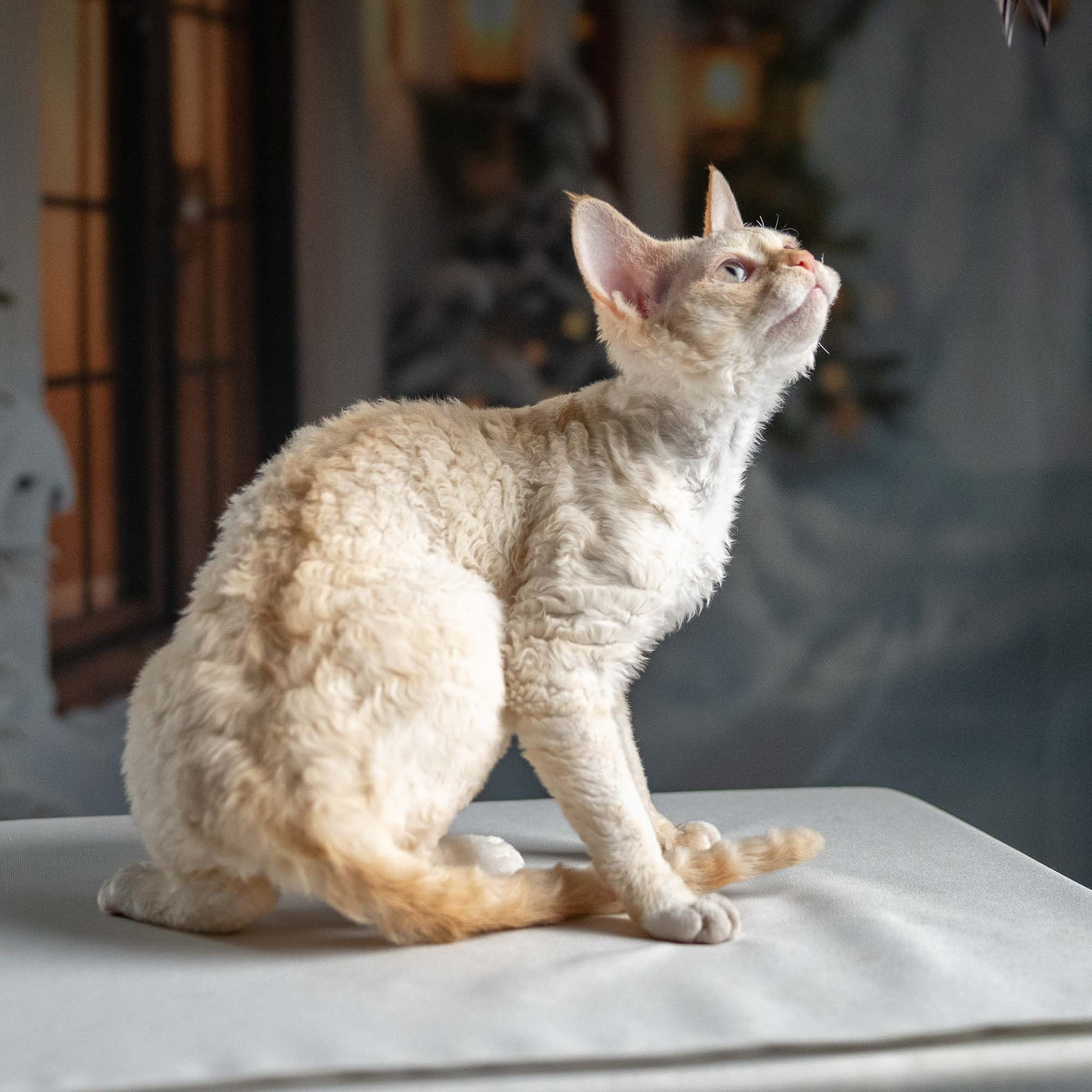 Jasmin, girl, born 06.25.2025. Devon Rex Pixie Cattery