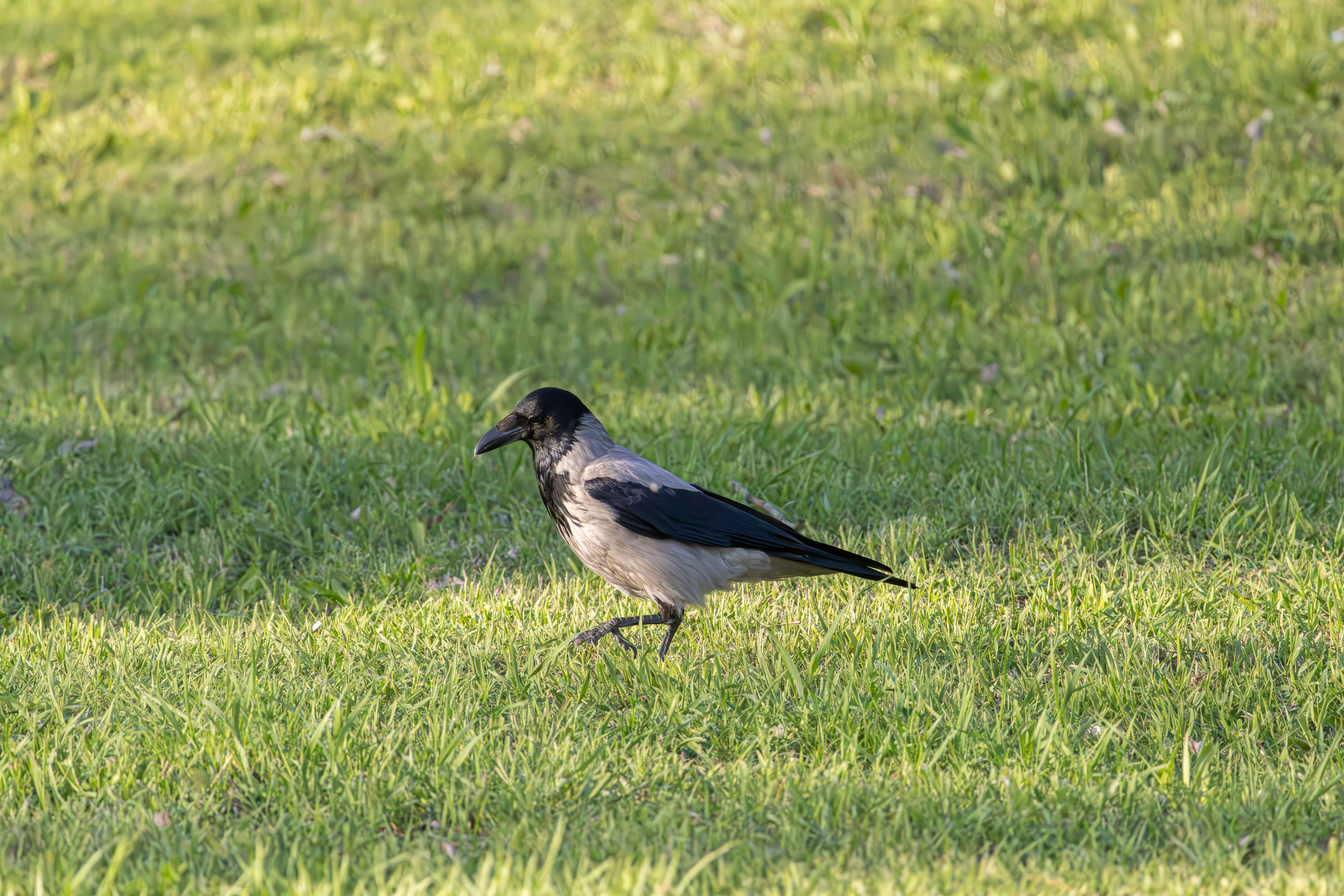 გასეირნება რუსთავის პარკში. FramefreeMan