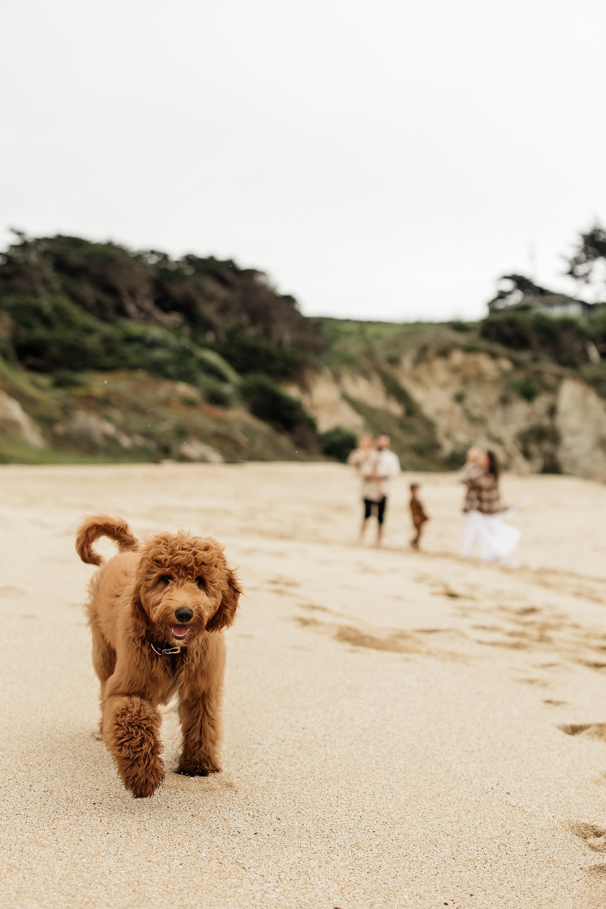 Families. ArtFeather Photography. Sacramento, California