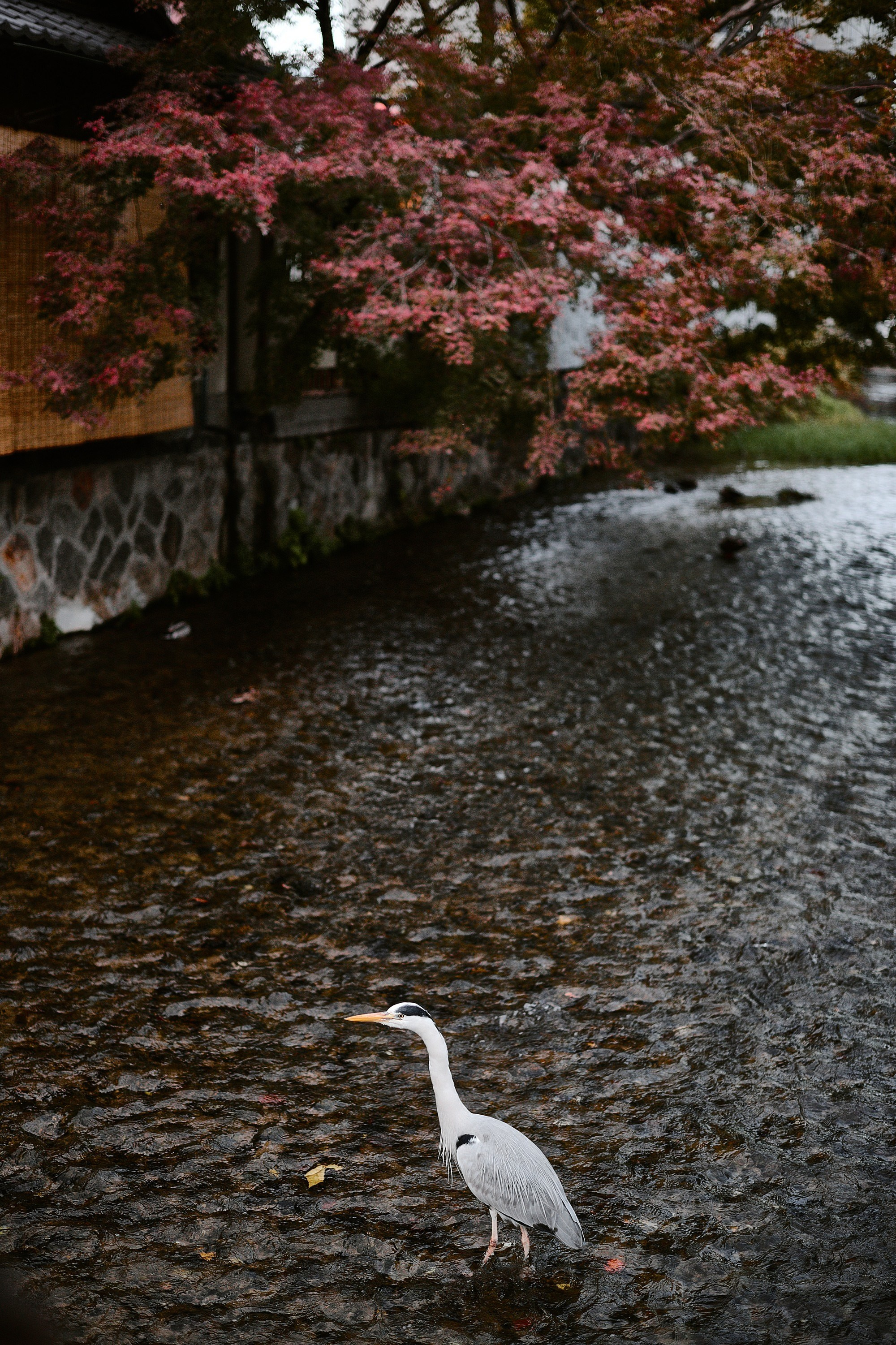 Kyoto and Nara, Japan — A Photographer’s Travel Guide
