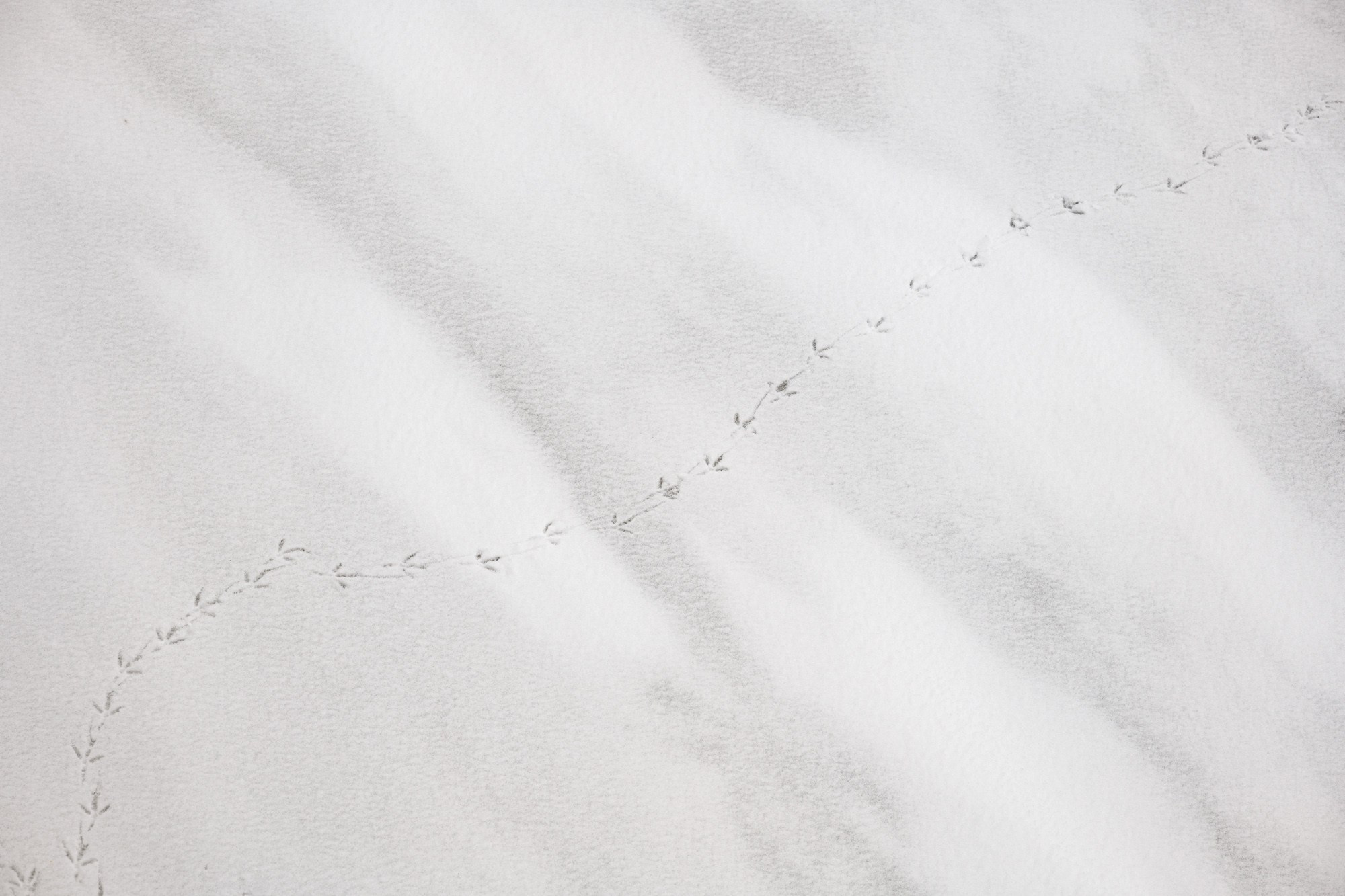 Petr Ya. Photopolygon Mag