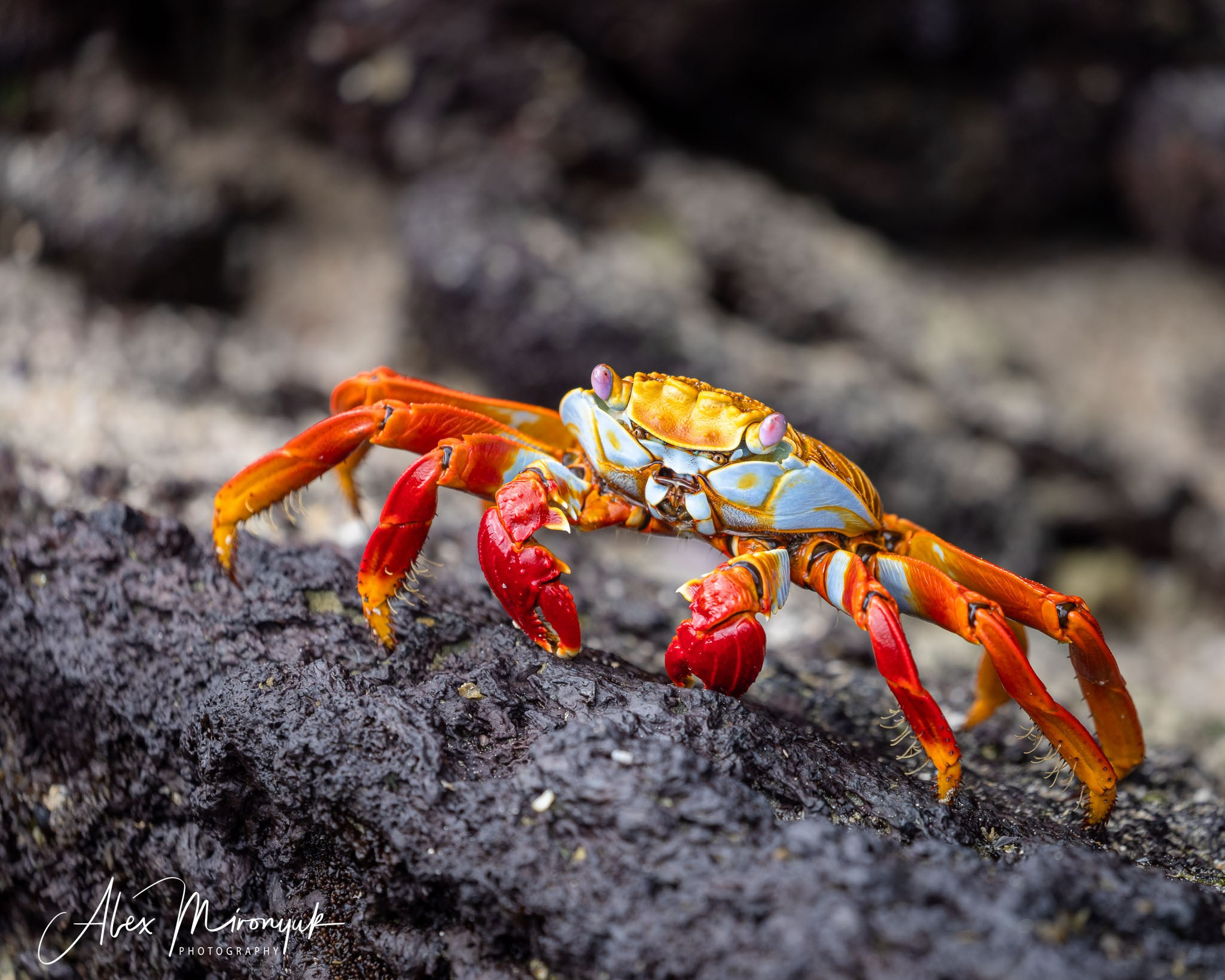 Galapagos Islands Adventure. Alex Mironyuk Photography
