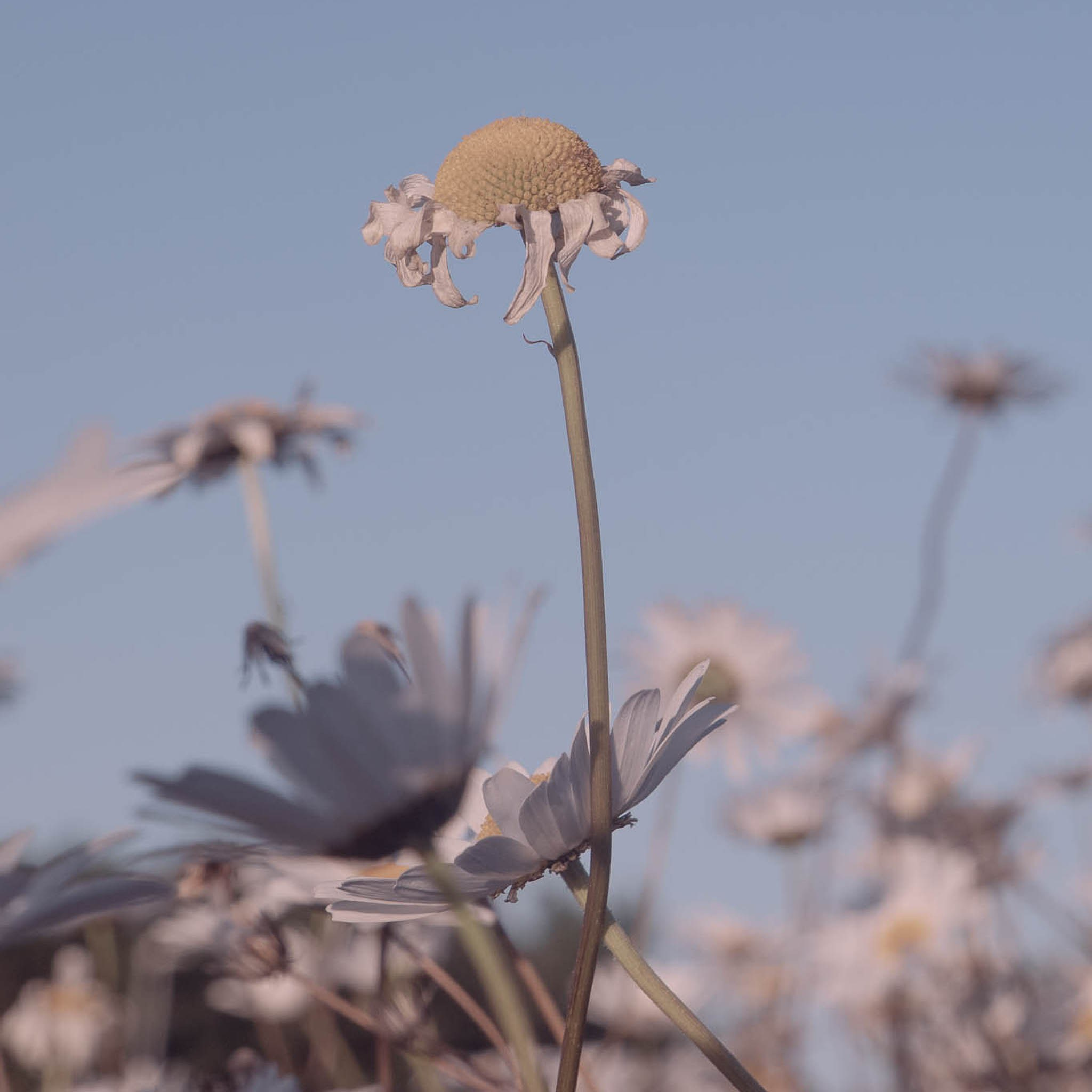 DAISIES. Natalja Poplavska — Visual artist, Photographer, East Sussex, London