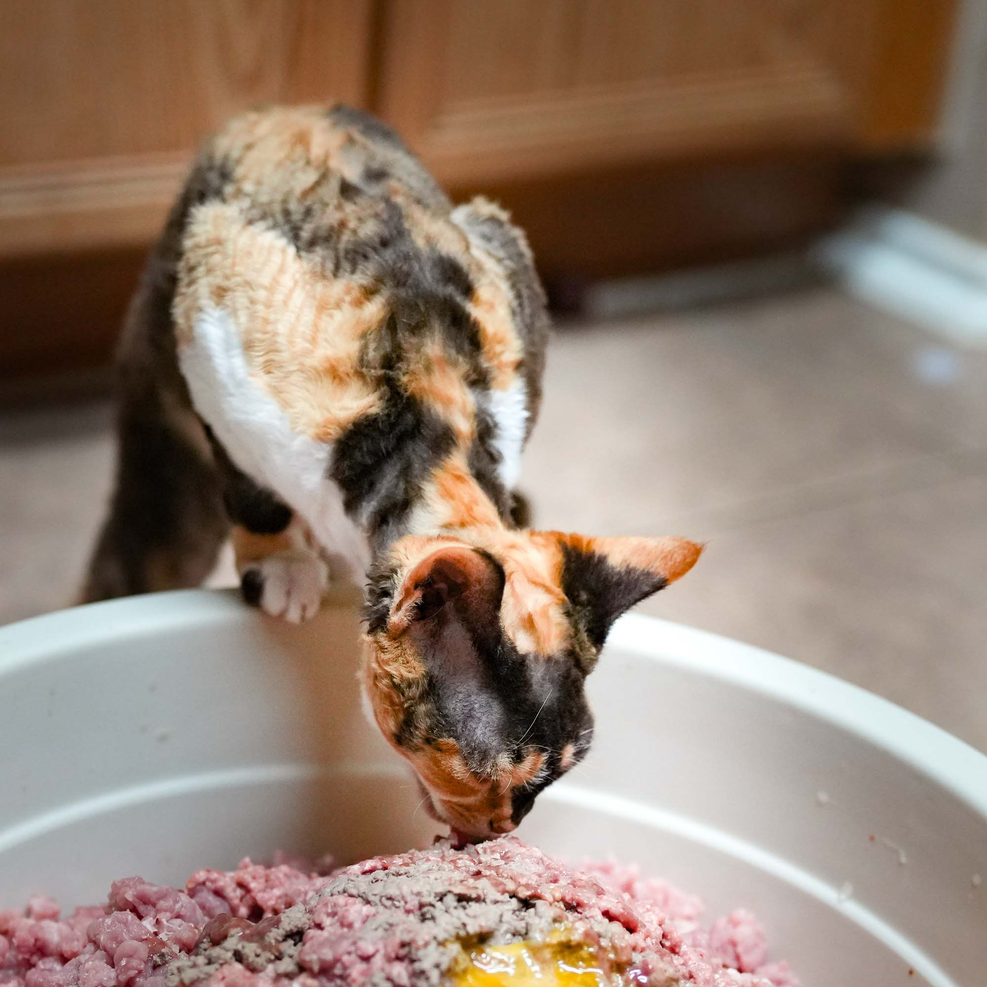 Dottie, girl, born on 06.06.24. Devon Rex Pixie Cattery