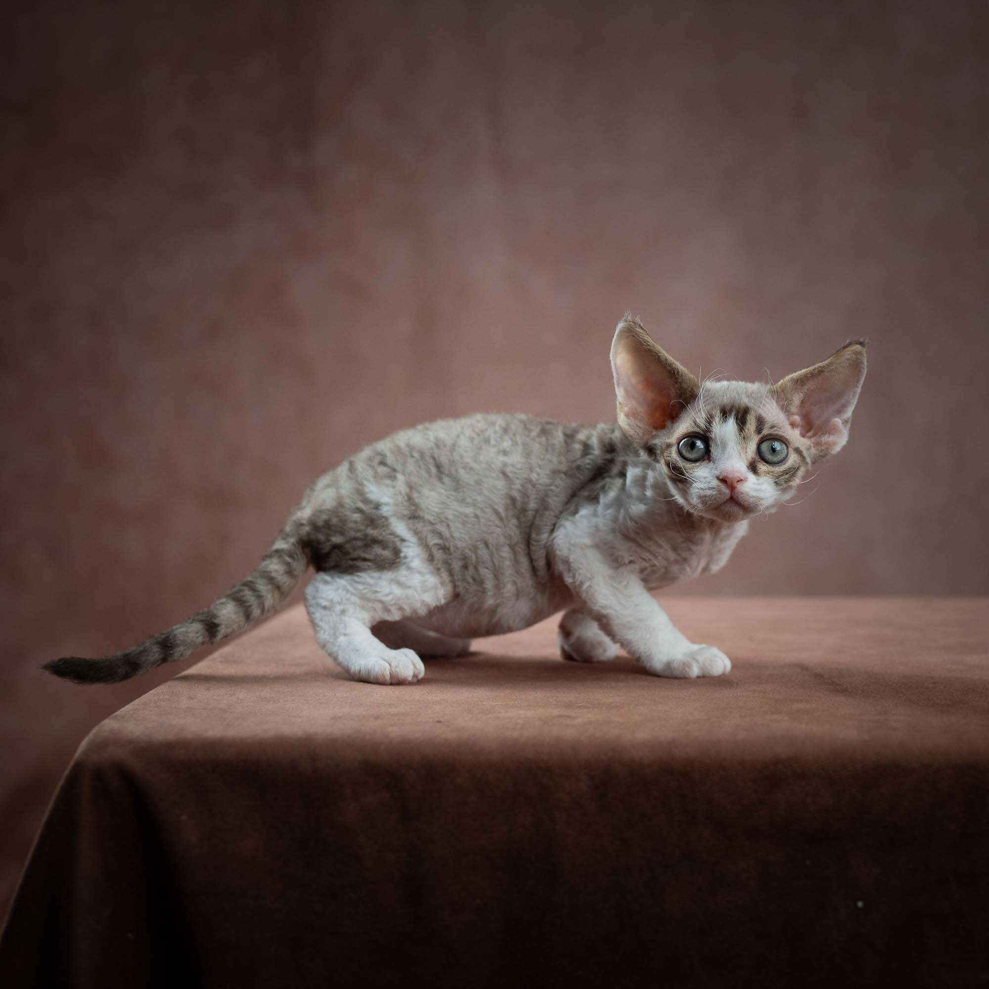 Eddie, boy, born on 06.09.24 Sold. Devon Rex Pixie Cattery