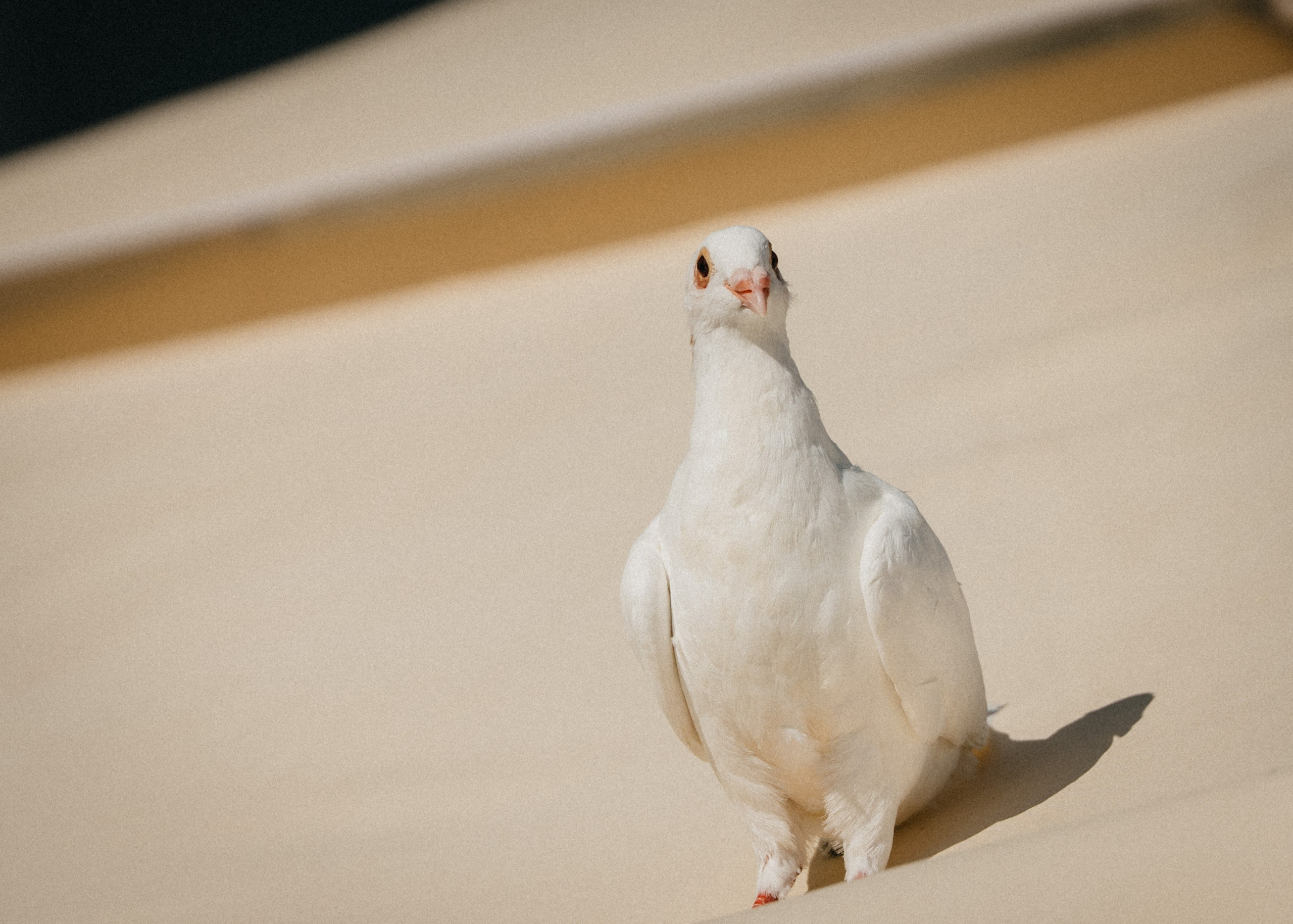 Katarina & Igor. Wedding photography