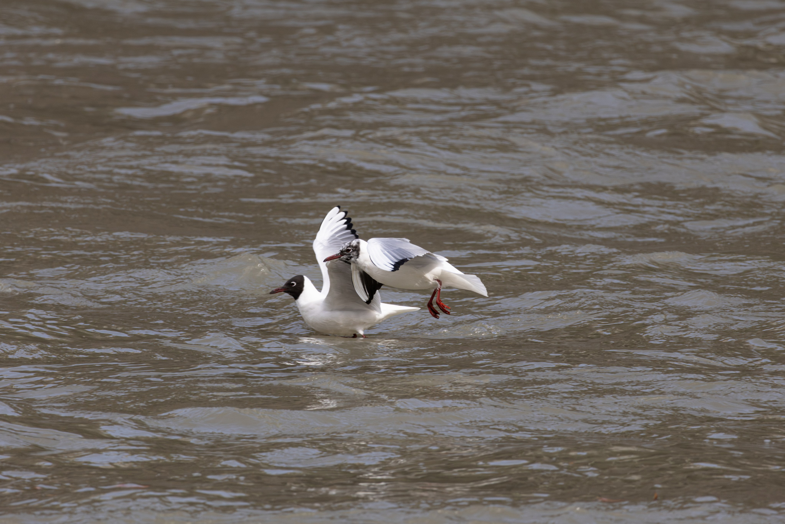 ფრთა ბუმბულისა და ფრთა რკინისა. FramefreeMan