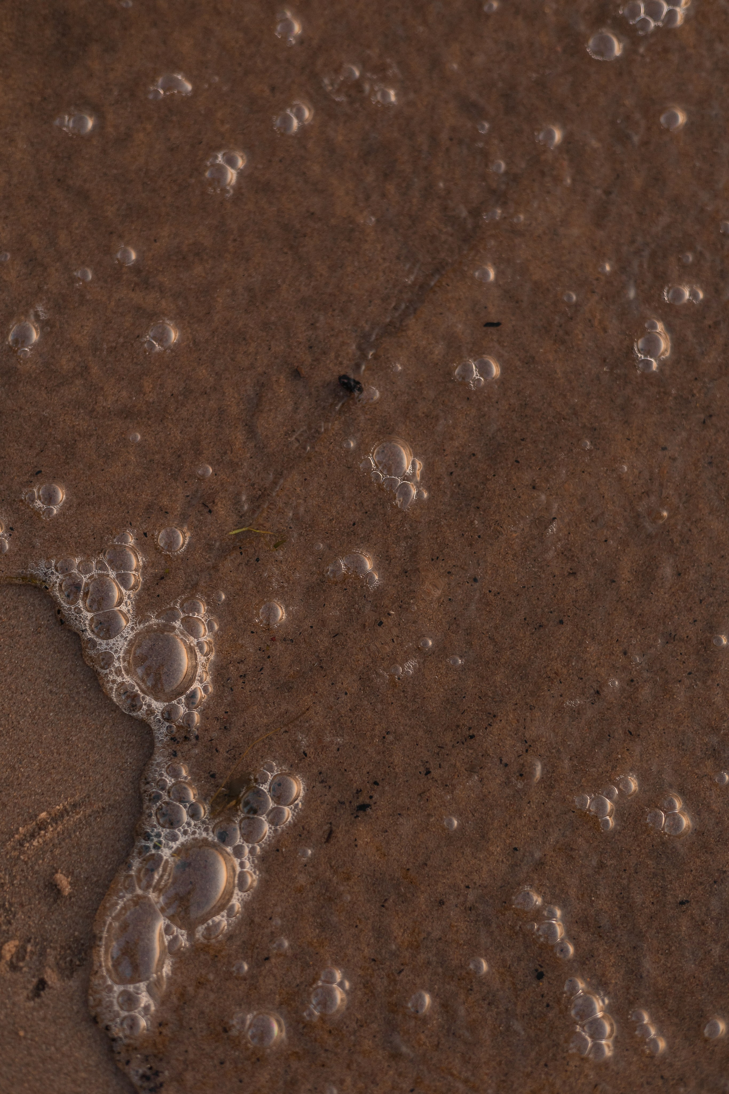 Обо мне. Фотограф-анималист | Белград