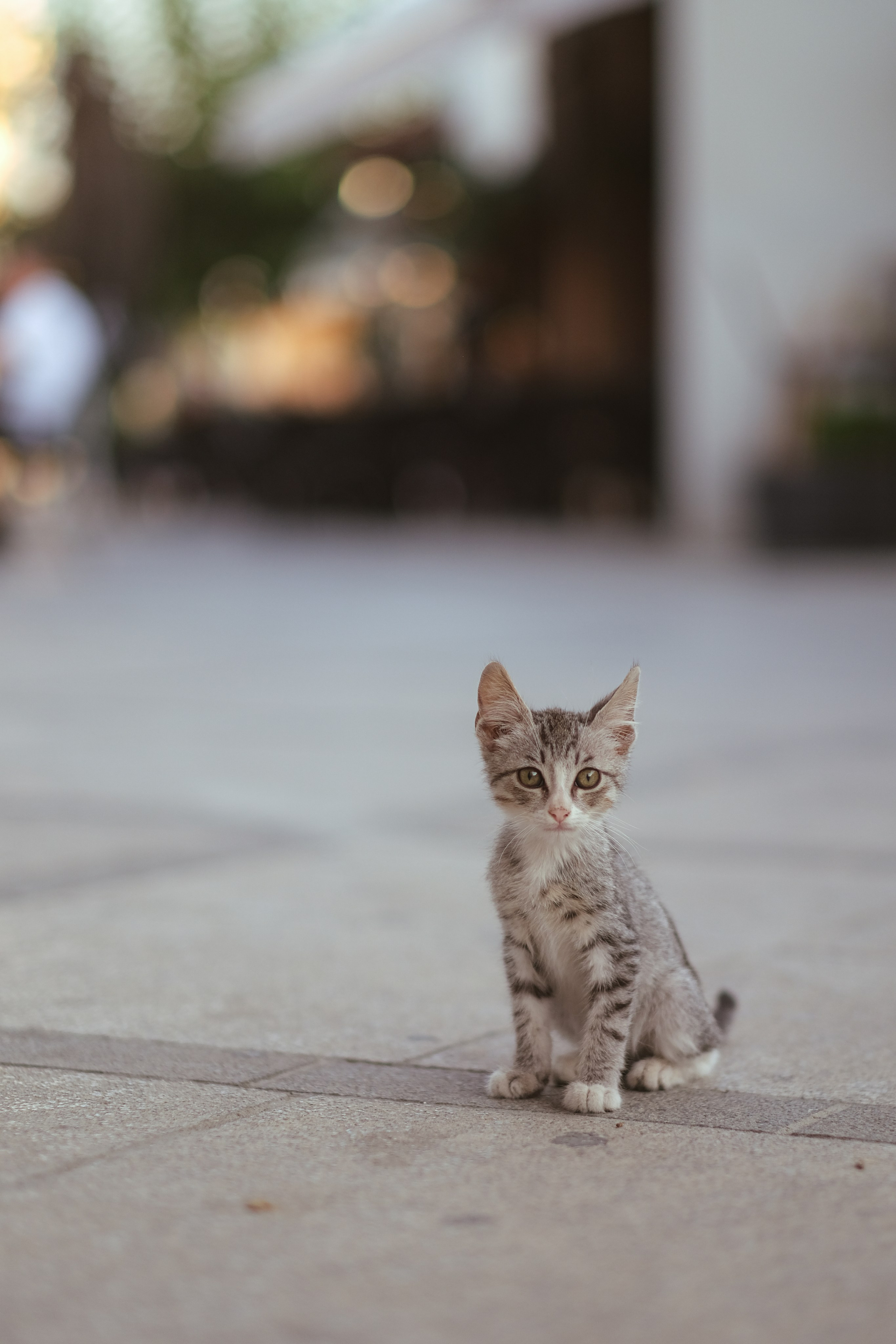 Feral Cat in Limassol