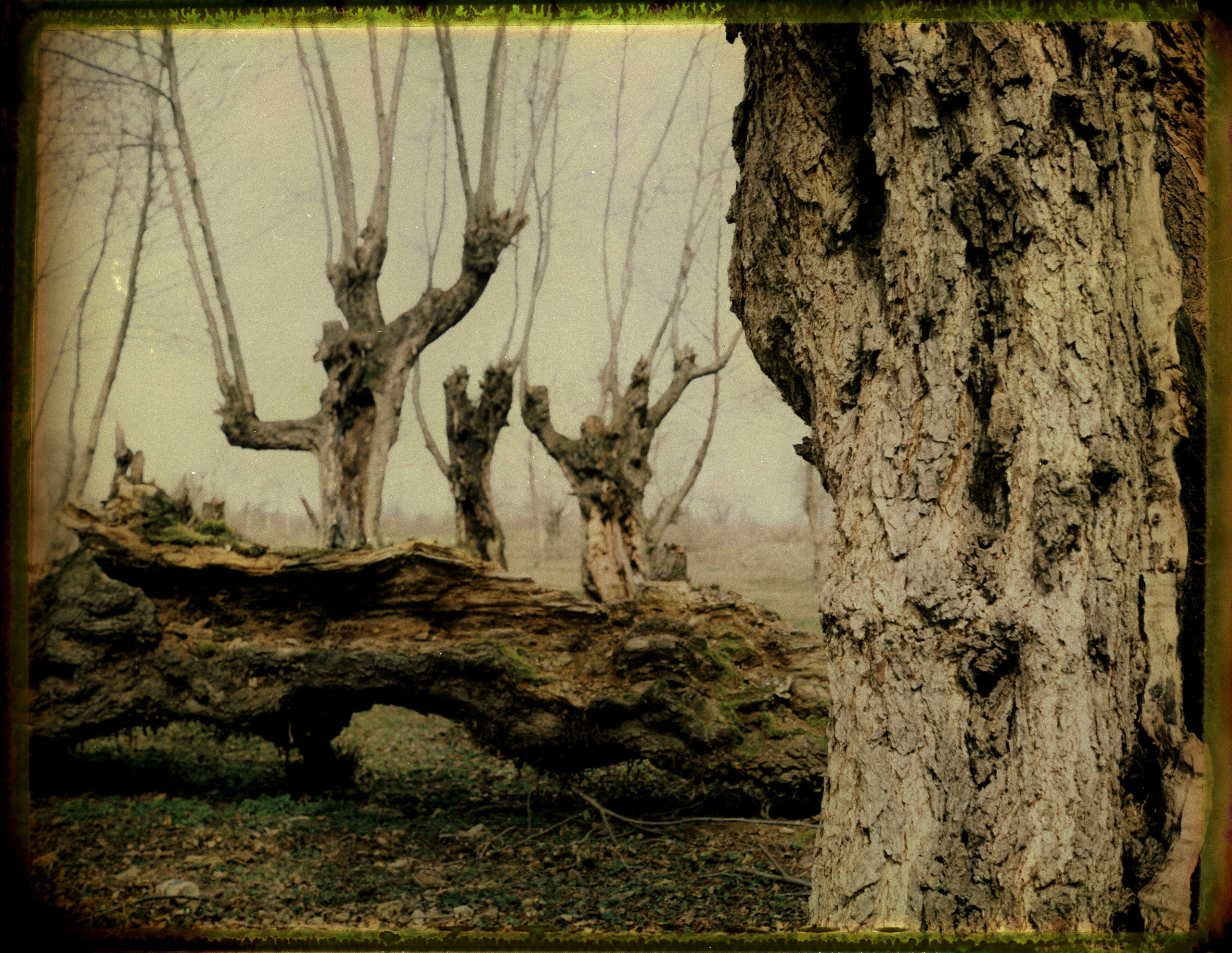 POLAROID. Www.sananaleskerov.com