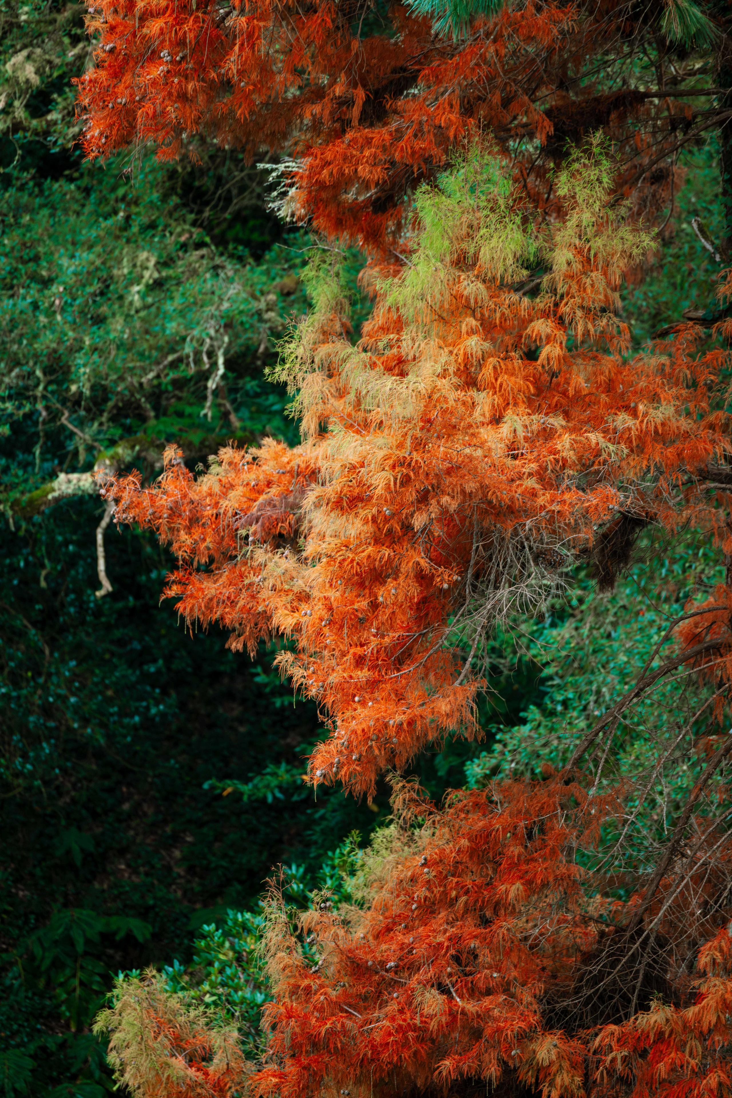 Irina & Max Elopment Sintra. Filmes e Fotografia Cinematográfica de Casamento em Portugal | Ricardo & Mary Pictures