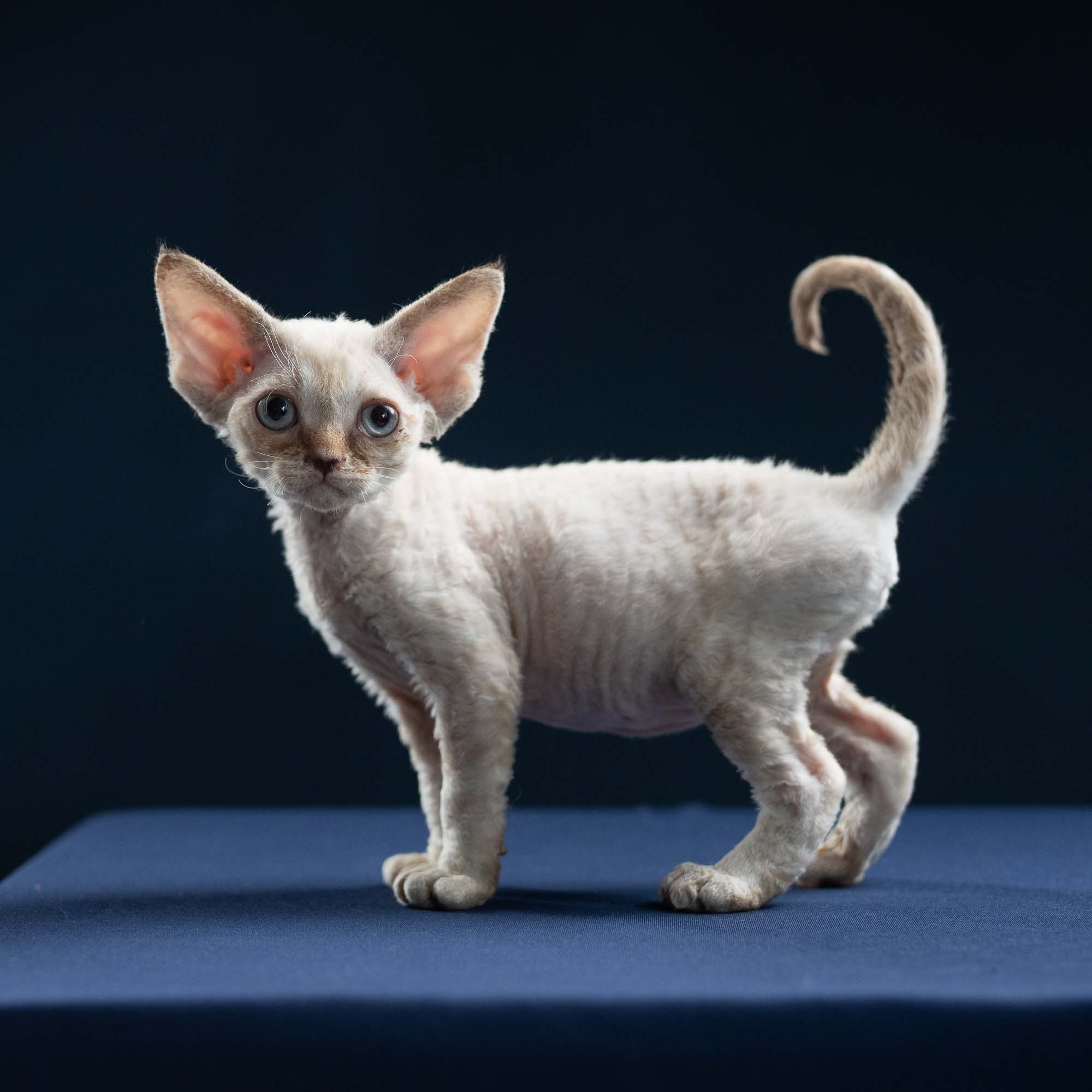 Izzy, girl, born 06.01.2025. Devon Rex Pixie Cattery
