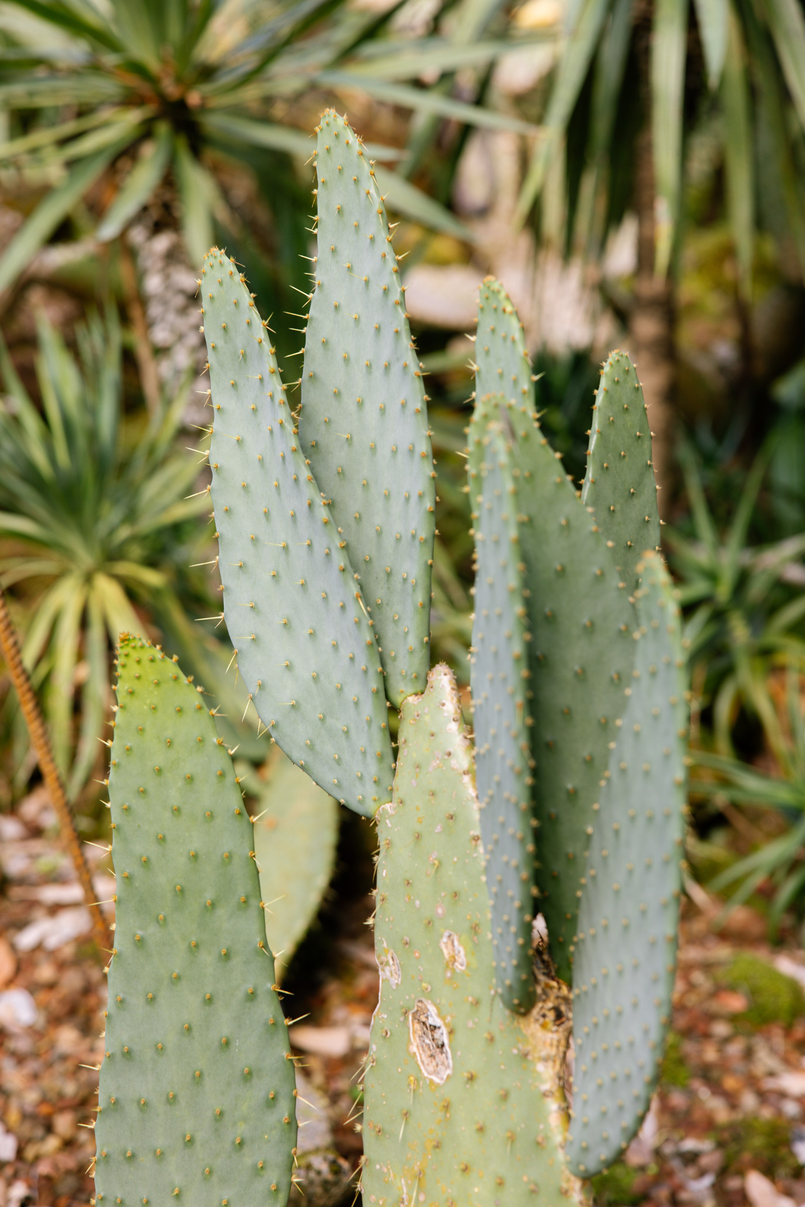 Wedding on the Brissago Islands, Ticino | Destination Wedding Switzerland. Wedding and Family Photographer Switzerland and Italy. Valeria Diaz