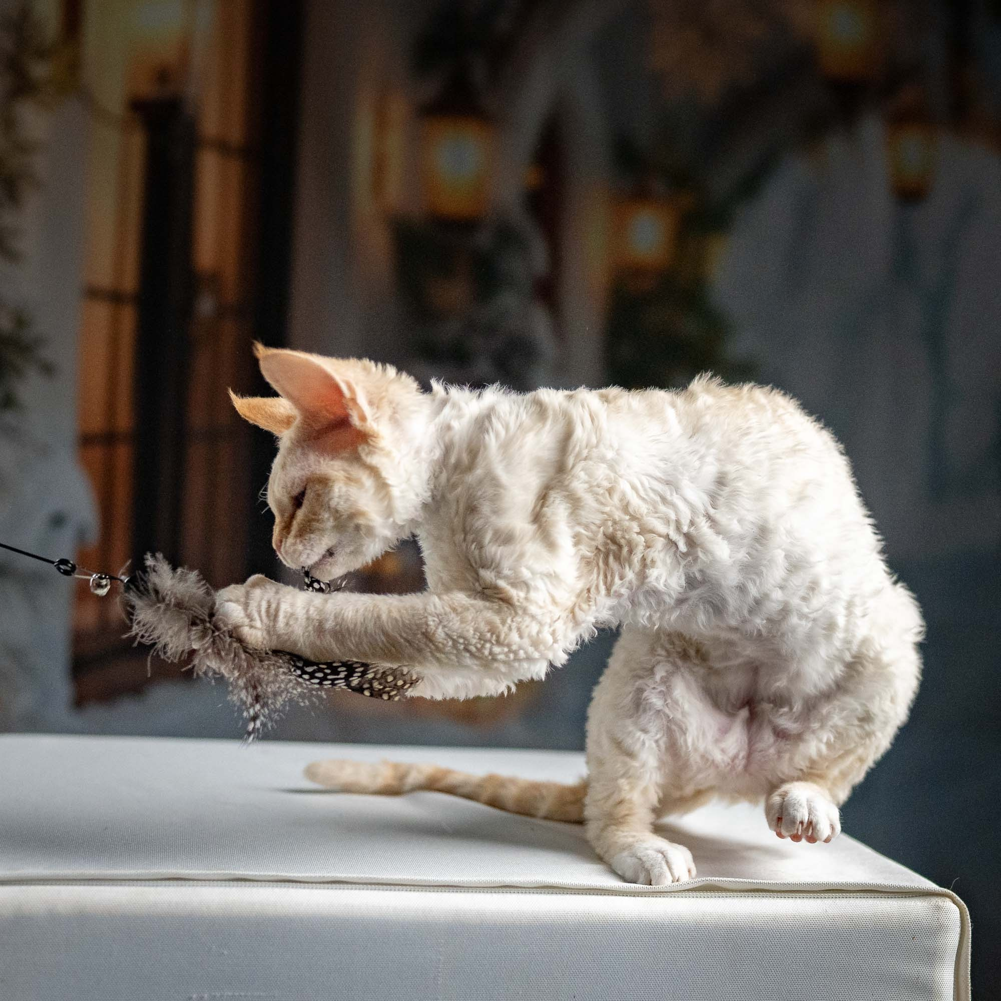 Jasmin, girl, born 06.25.2025. Devon Rex Pixie Cattery