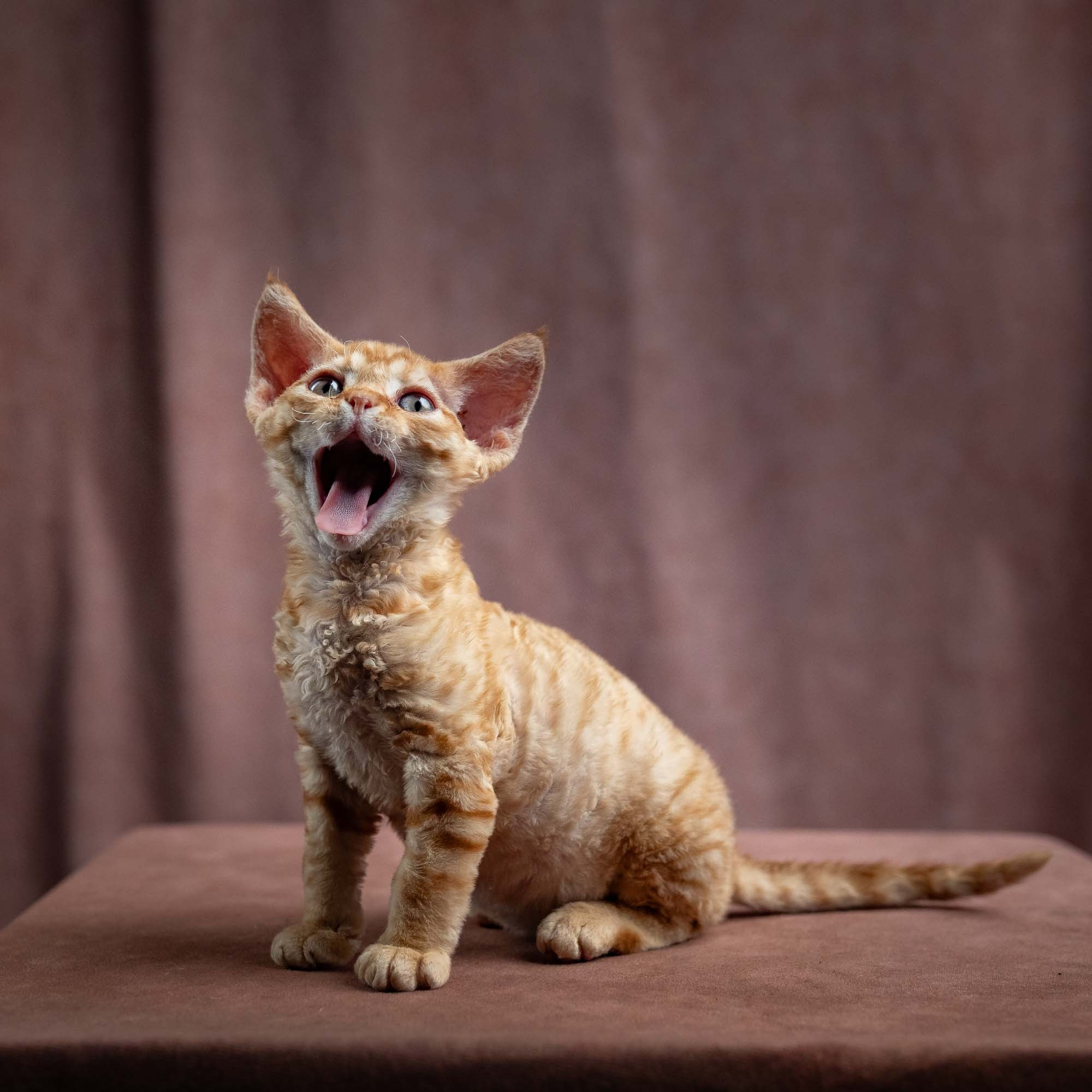 Jackie, boy, born 06.25.2025. Devon Rex Pixie Cattery
