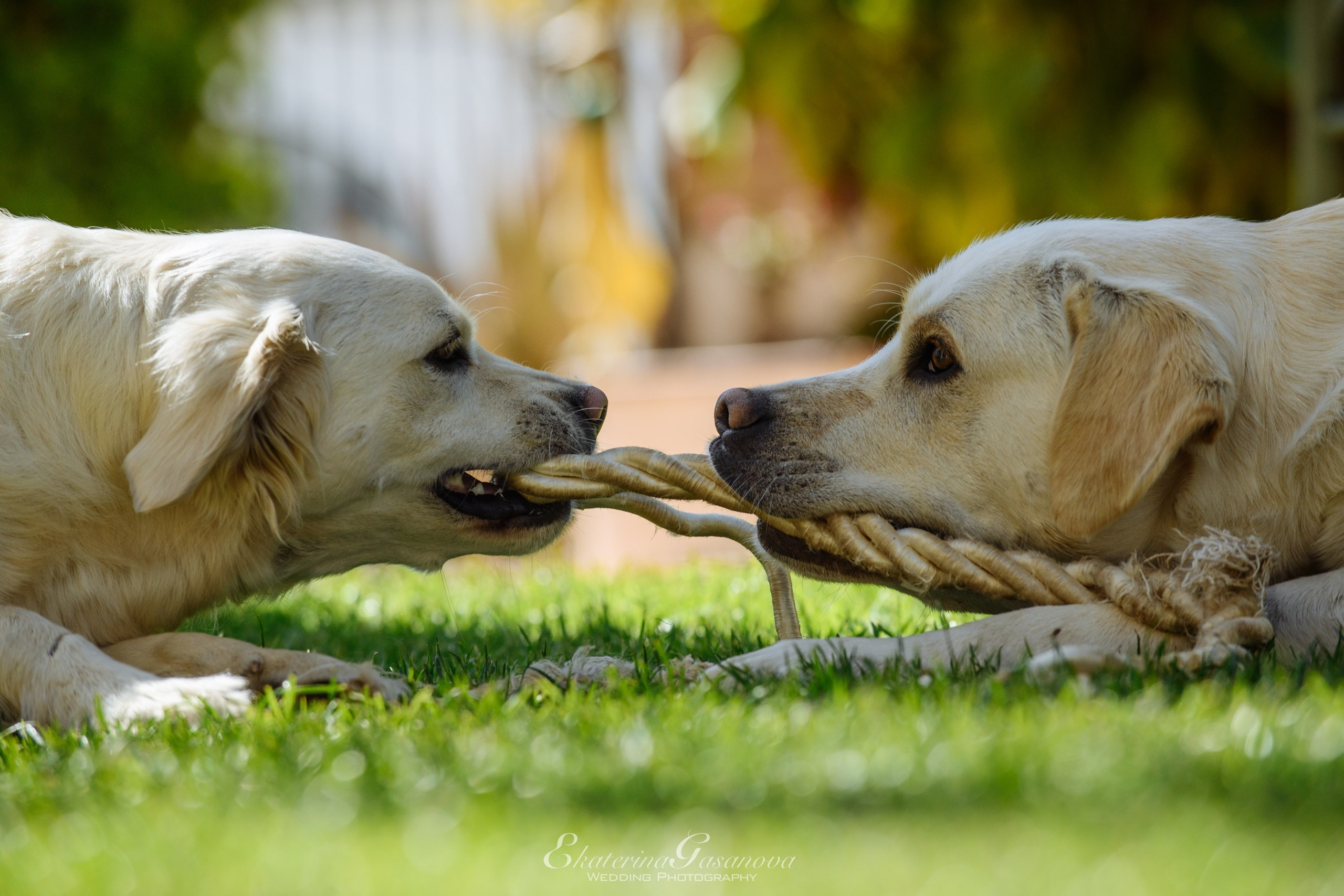 Elegancia Oriental. La Magia de una Boda India en La Gran Villa Rosa. Фотограф Екатерина Гасанова — фотосессии в Барселоне