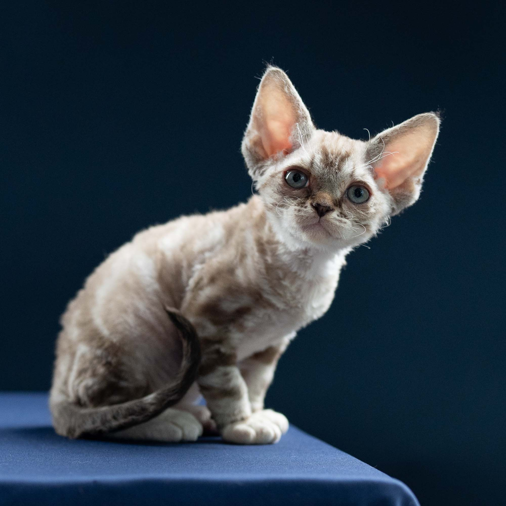 Irwin, boy, born 06.01.2025. Devon Rex Pixie Cattery