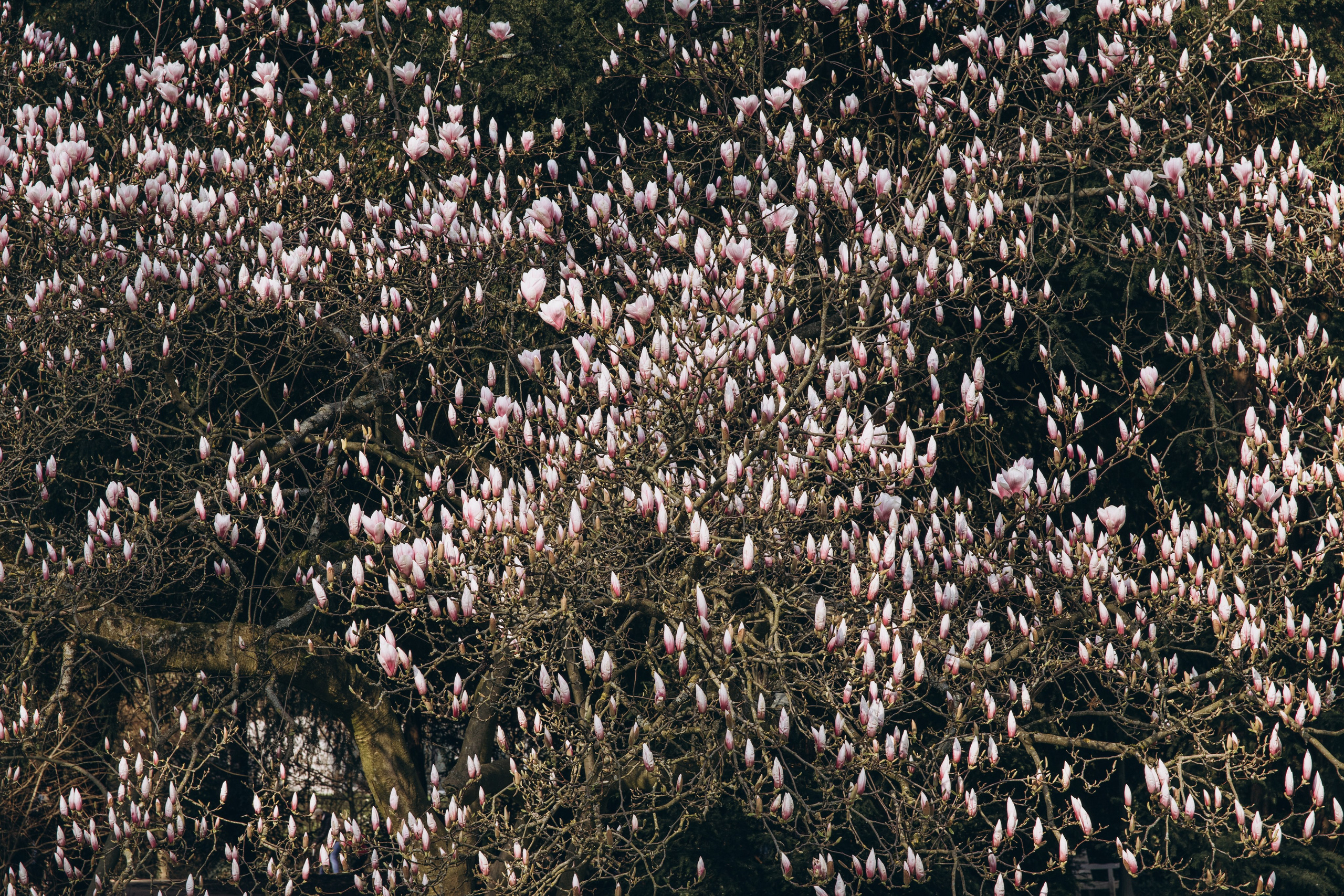 wedding photography Wiesbaden