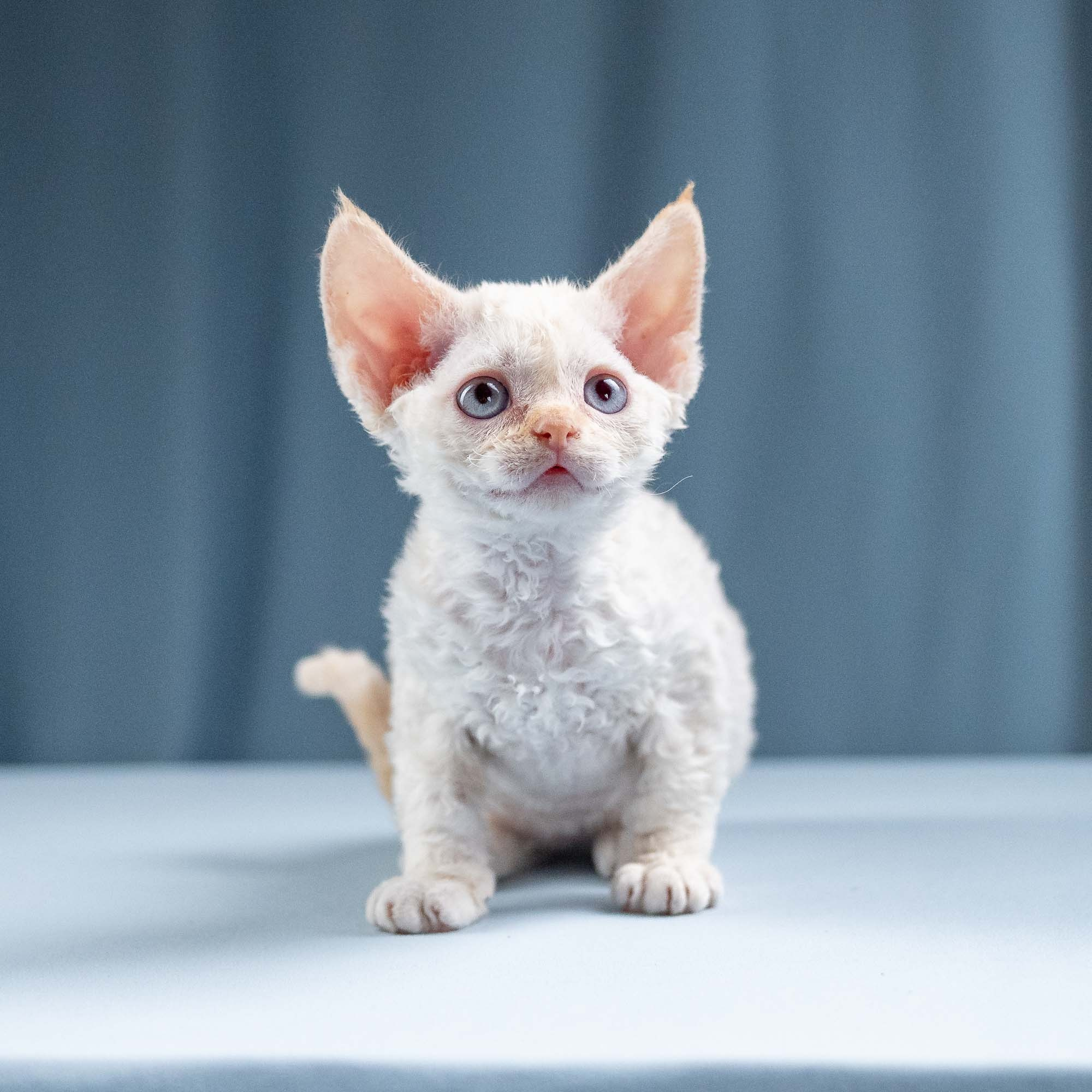 Jasmin, girl, born 06.25.2025. Devon Rex Pixie Cattery