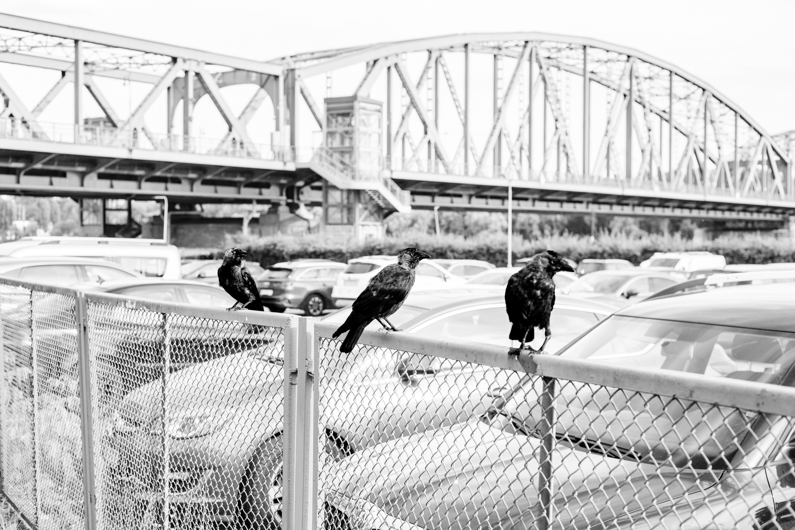 Pigeons against the backdrop of a bridge| Toruń 2026 | CANON 6D