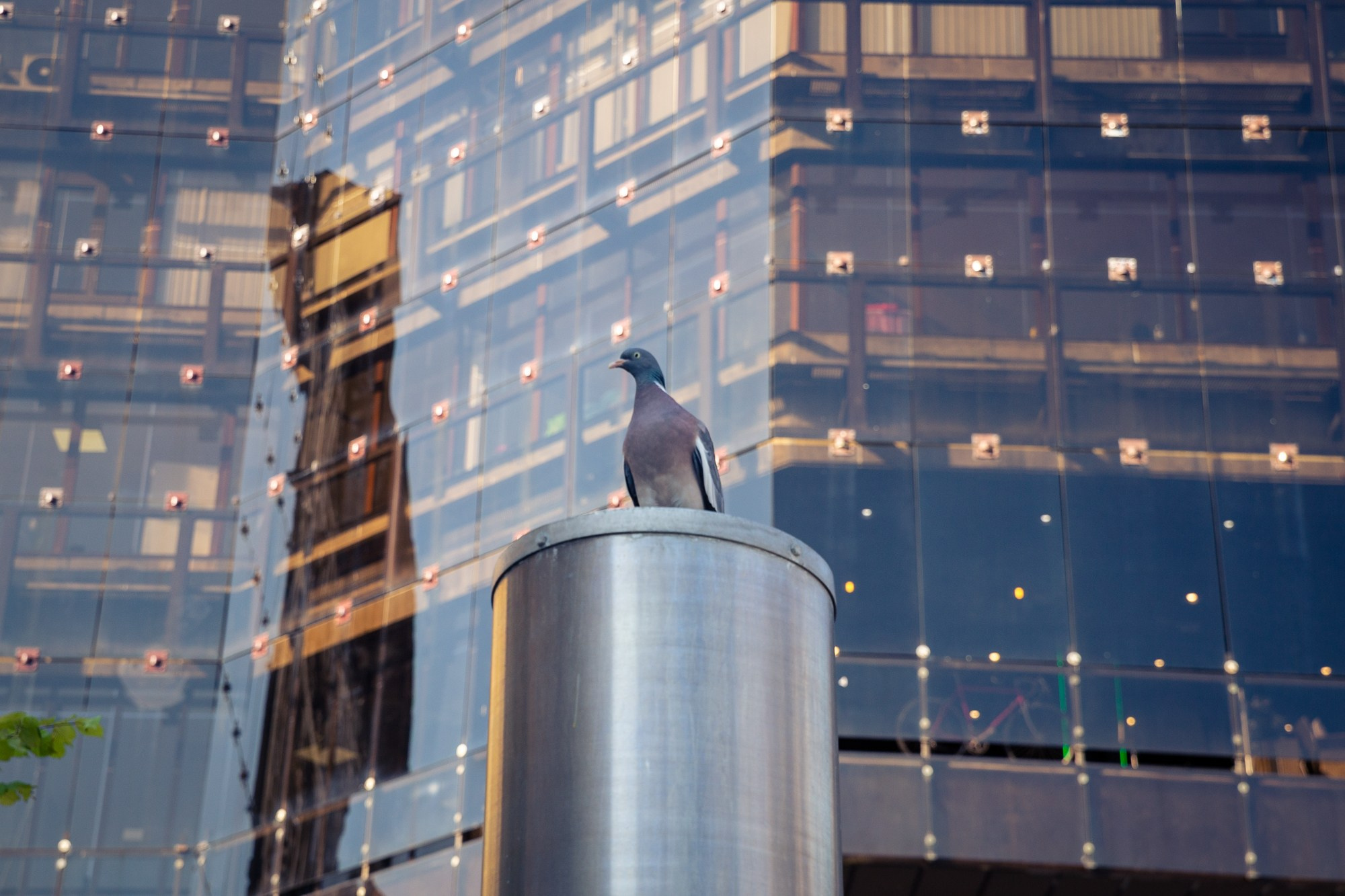 pigeon | Budapest 2026 | CANON 6D