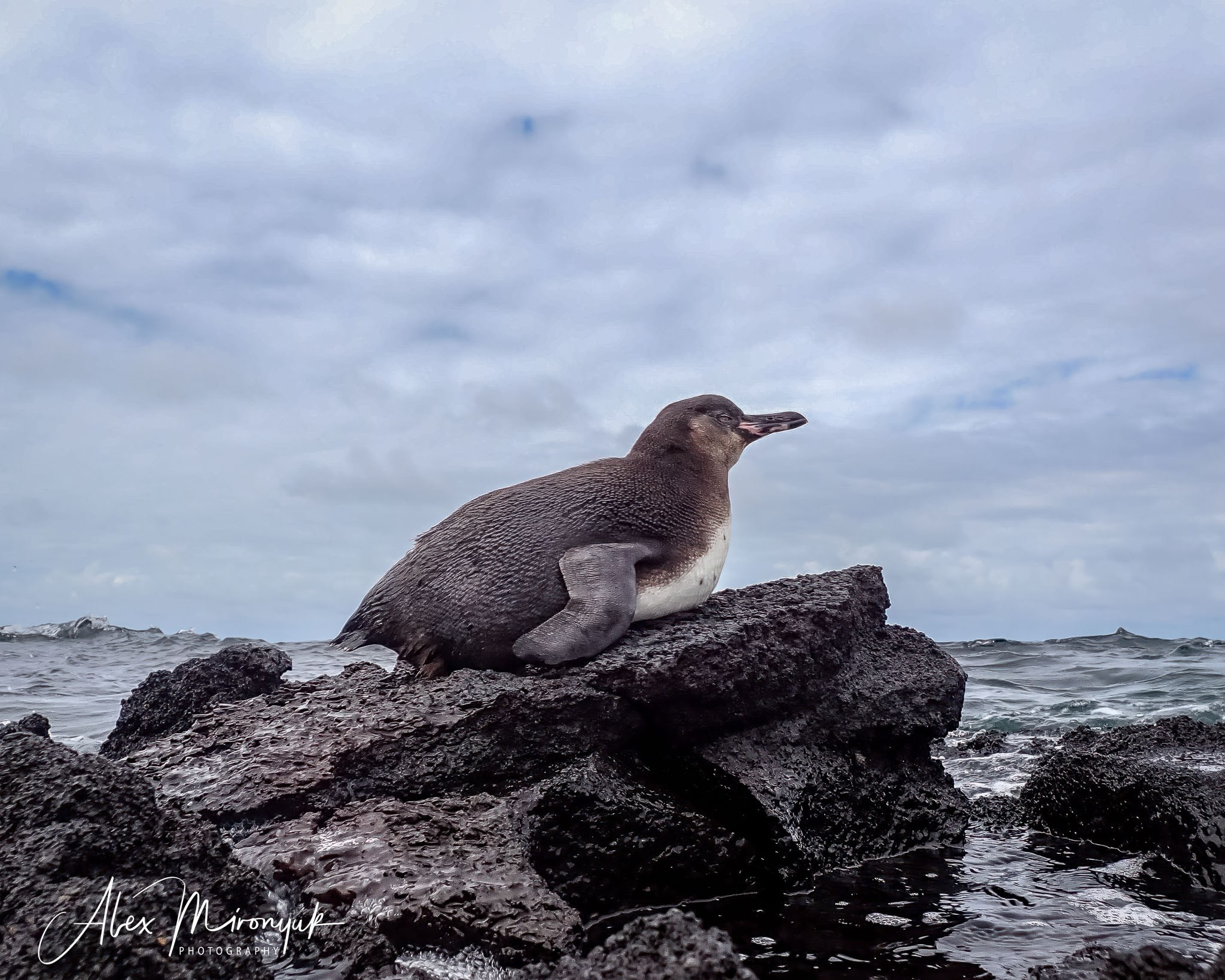 Galapagos Islands Adventure. Alex Mironyuk Photography