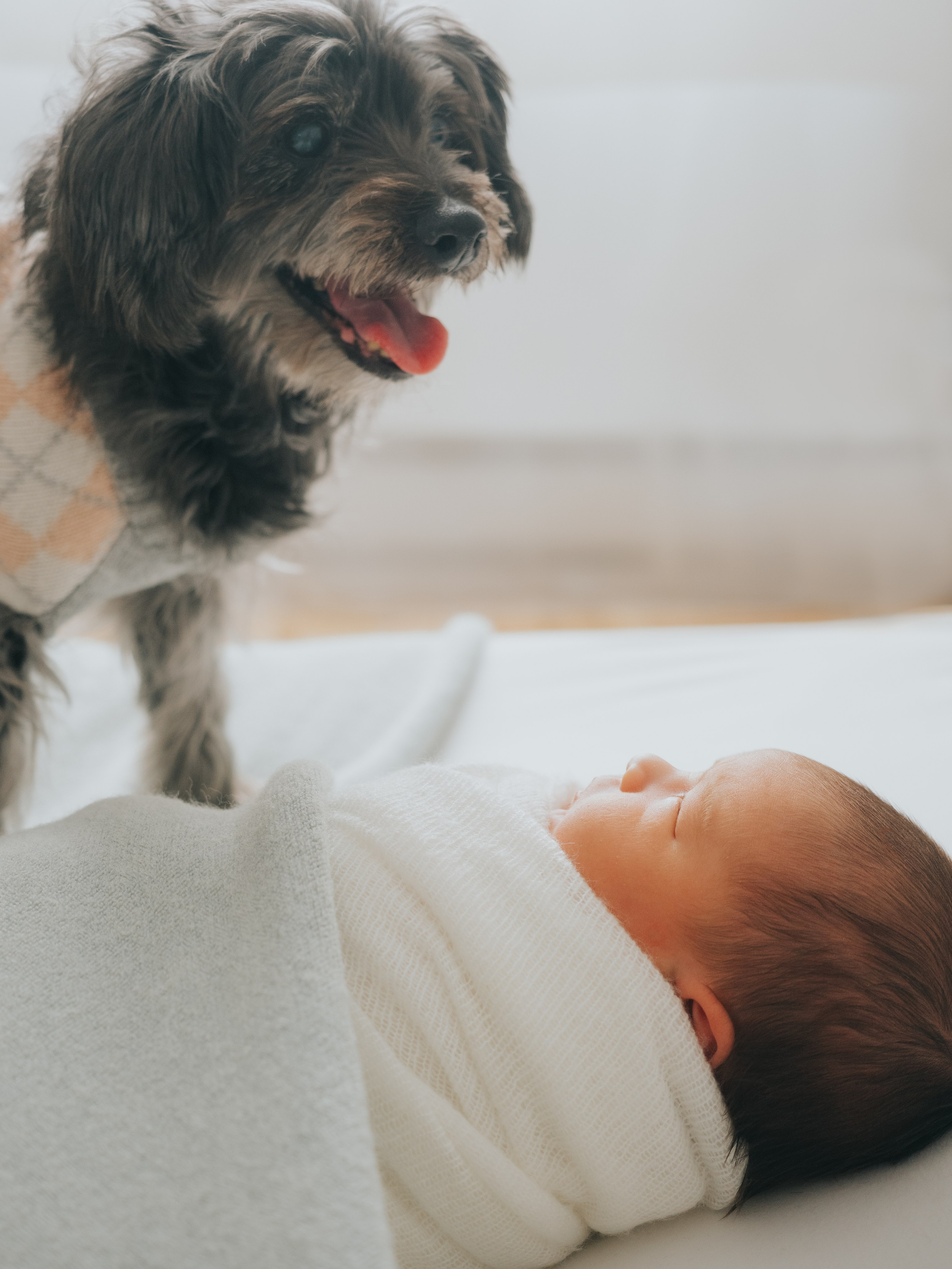 Newborn and dog in Montreal Photography studio.
