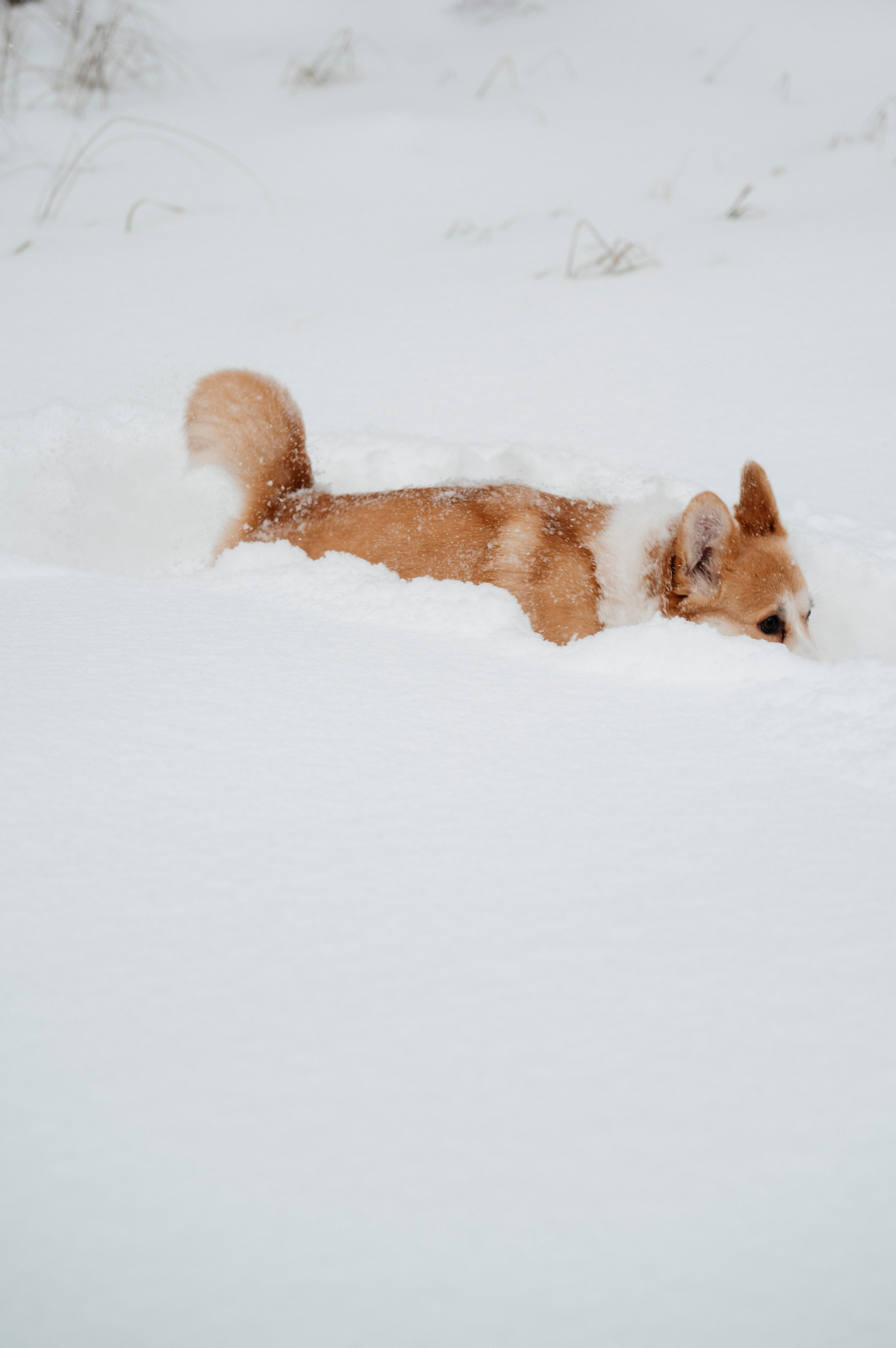 Семья/пара. Фотограф Таллинн — свадьба |семья | lovestory